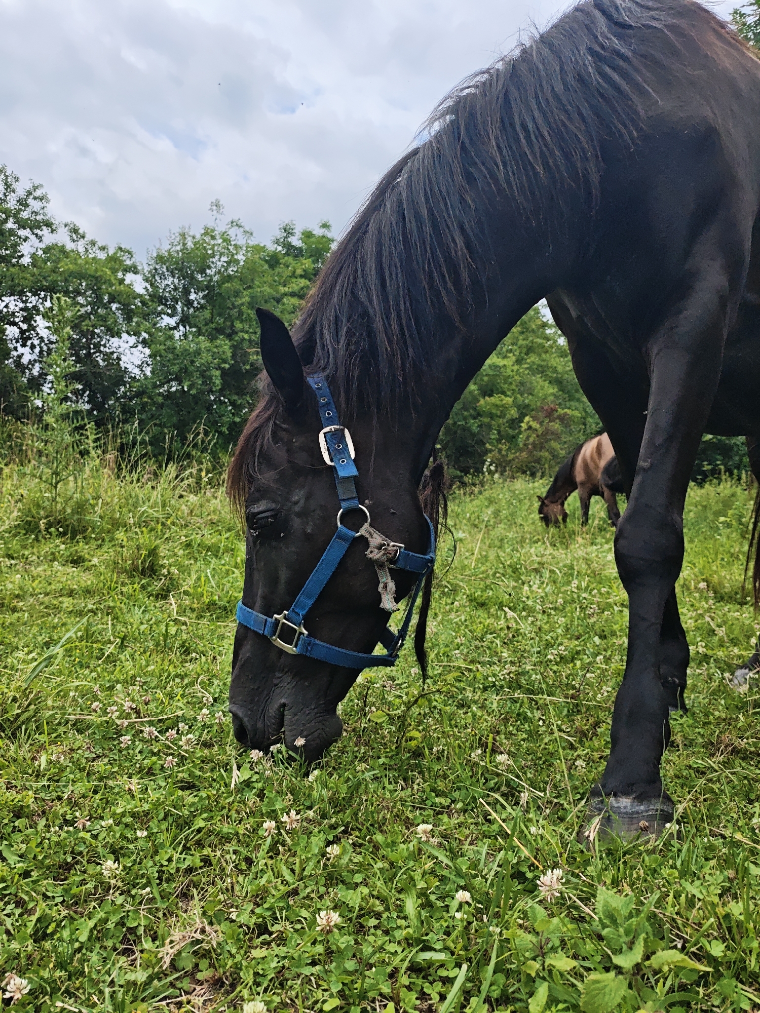 In Akhmetovskaya, Russia, a dark-colored horse with a blue halter grazes in a lush green field dotted with small white and pink flowers. The horse is positioned in the foreground, its head lowered to the ground, partially obscured by the vibrant foliage. Behind it, a second horse, lighter in color, is visible in the middle ground, also grazing. The background consists of dense green trees under a cloudy sky. The overall scene depicts a peaceful rural or semi-rural environment.