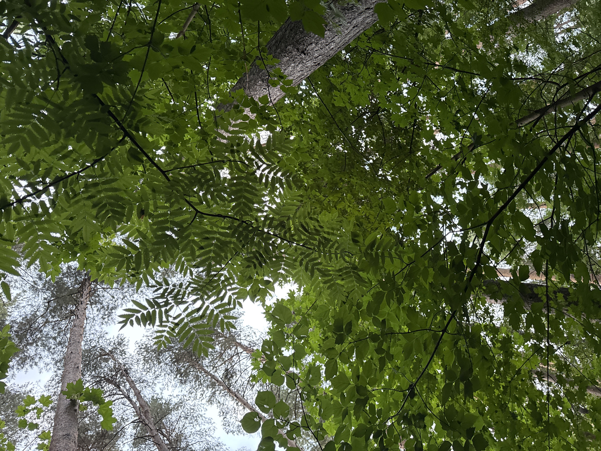 An upward-looking shot of a forest canopy reveals a dense collection of green leaves against a pale sky. The leaves are varied in shape, with some appearing as large, broad leaves and others as delicate, compound leaves. The textures of the foliage range from smooth to slightly serrated. Interspersed among the leaves are the grey, textured trunks of trees, one prominent in the right portion of the frame and another thinner, lighter trunk angled towards the top left. The branches of the trees form a network, creating dappled patterns of light and shadow. The overall impression is one of lush, natural growth, suggesting a forest environment. This scene is located in the city of Chaikovsky, Russia, likely within one of its forested areas.