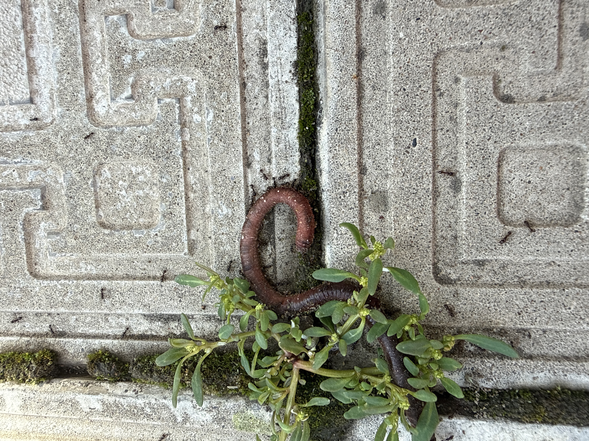 In Malmyzh, Russia, an earthworm coils on a textured concrete surface. Green plants sprout from a crevice to the left, and several ants are visible scattered across the concrete. The concrete has a geometric, embossed pattern. The scene appears to be outdoors, with natural lighting.