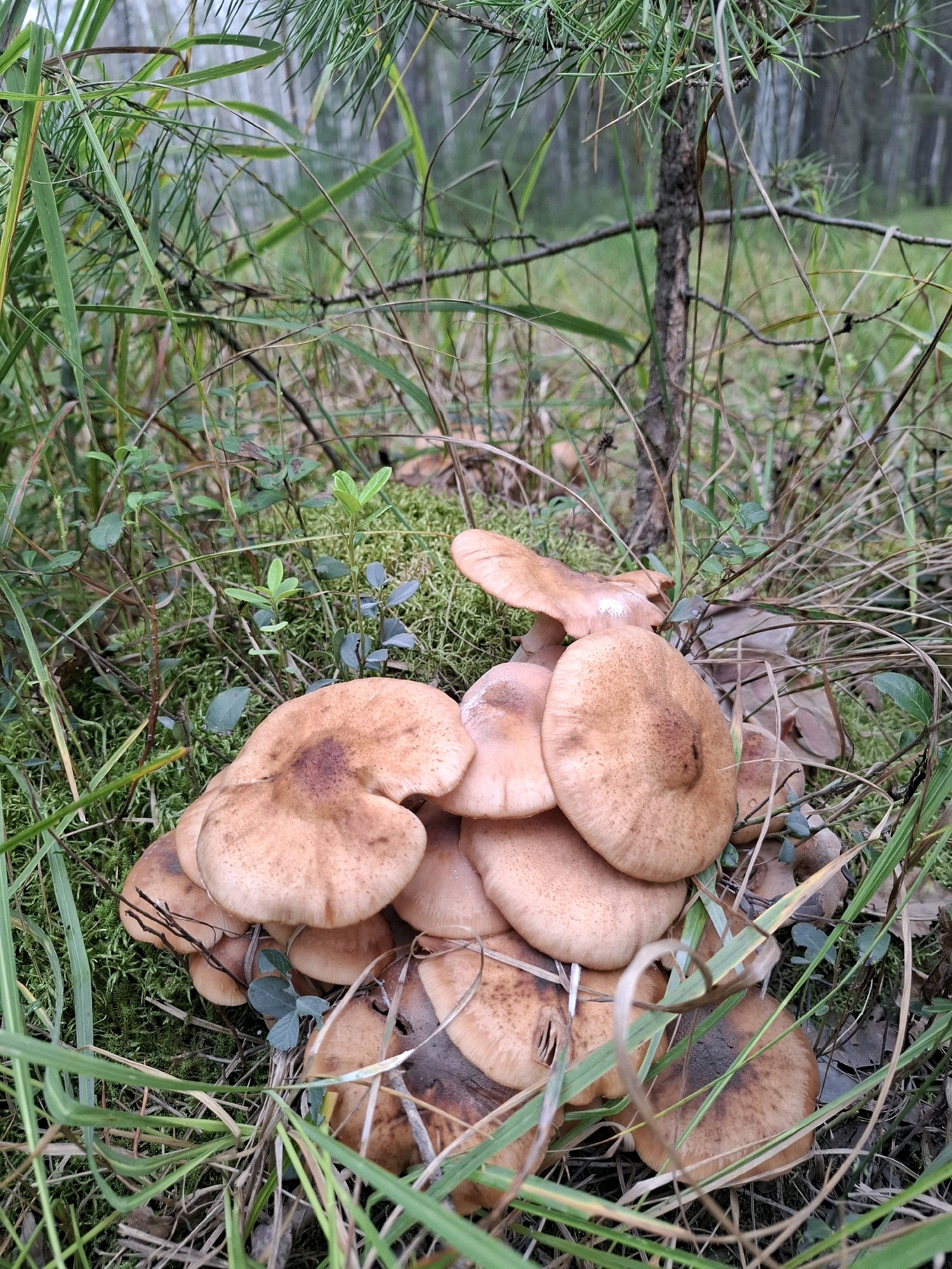 A cluster of honey mushrooms with brown caps and stems grows on mossy ground surrounded by green grass and pine needles in a forest setting. The mushrooms are close together, with some overlapping. The background shows more forest, with blurred trees and foliage. The lighting is natural, suggesting an outdoor environment. The image was taken in Vinzili, Russia.