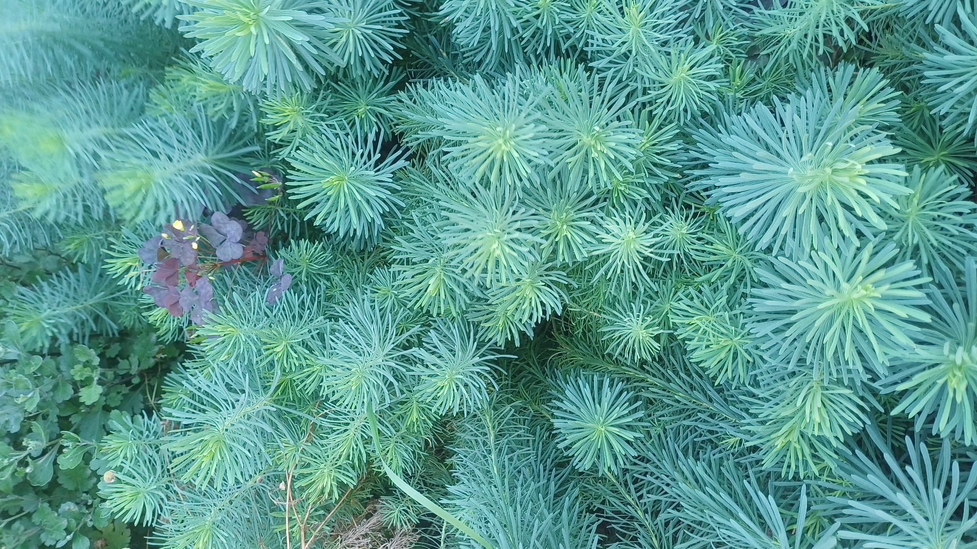 A dense planting of needle-like blue-green foliage, likely some variety of Euphorbia, fills the frame. The plant's structure is bushy, with numerous stems branching upwards and outwards. Interspersed among the blue-green foliage, a small cluster of dark purple clover-like leaves with tiny yellow flowers is visible, adding a contrasting color and texture to the scene. The overall impression is one of lush, verdant growth. There is no indication of human presence or activity, and the image provides no context for its location within Izhevsk, Russia.