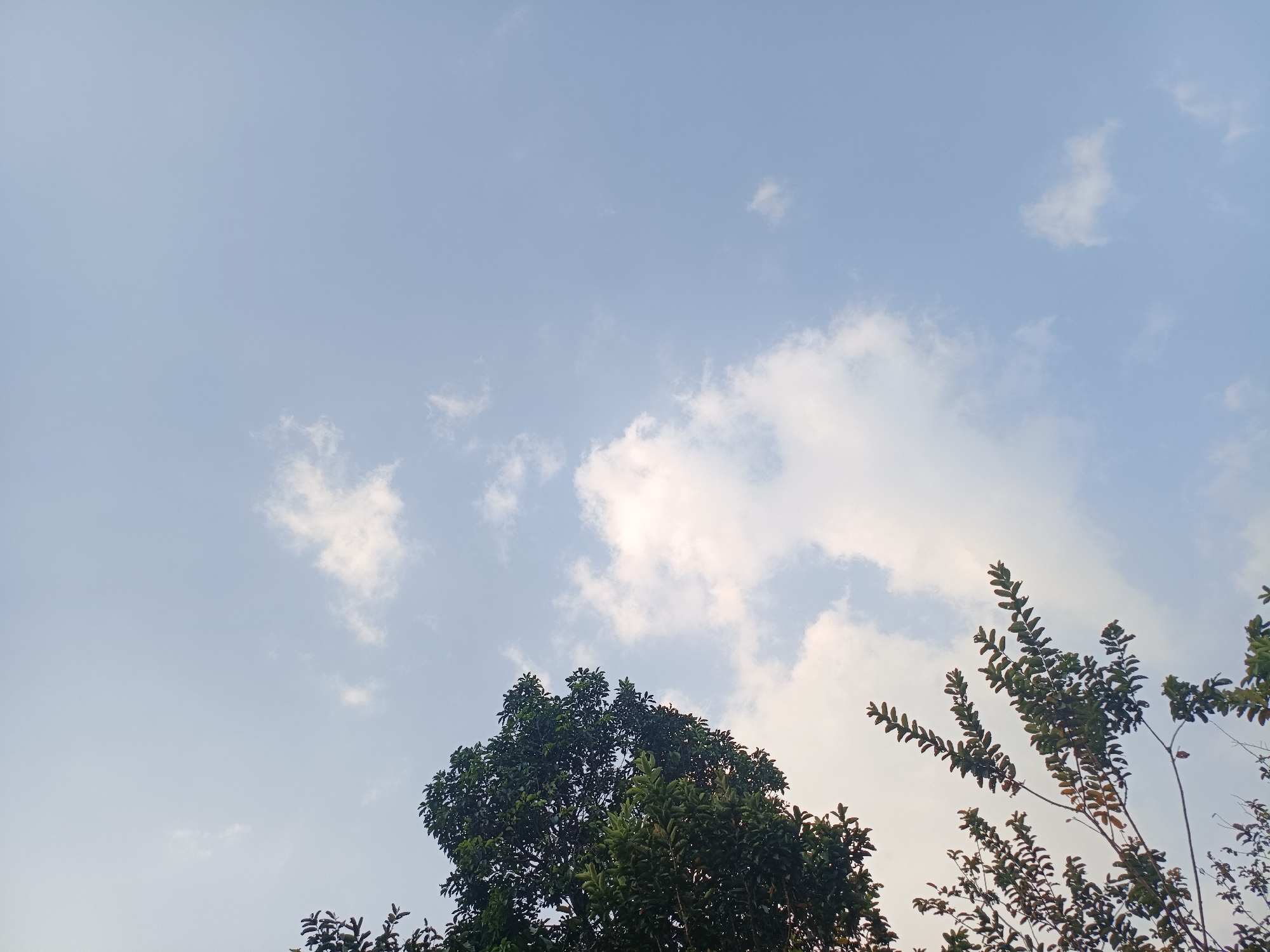 The image shows a clear sky with scattered white clouds. The tops of several trees, with dense green foliage, are visible against the sky, obscuring the upper portions of their trunks. The trees appear to be outdoors, likely in a natural or park setting. No people or specific structures are visible. The scene captures a bright, possibly daytime, outdoor environment.