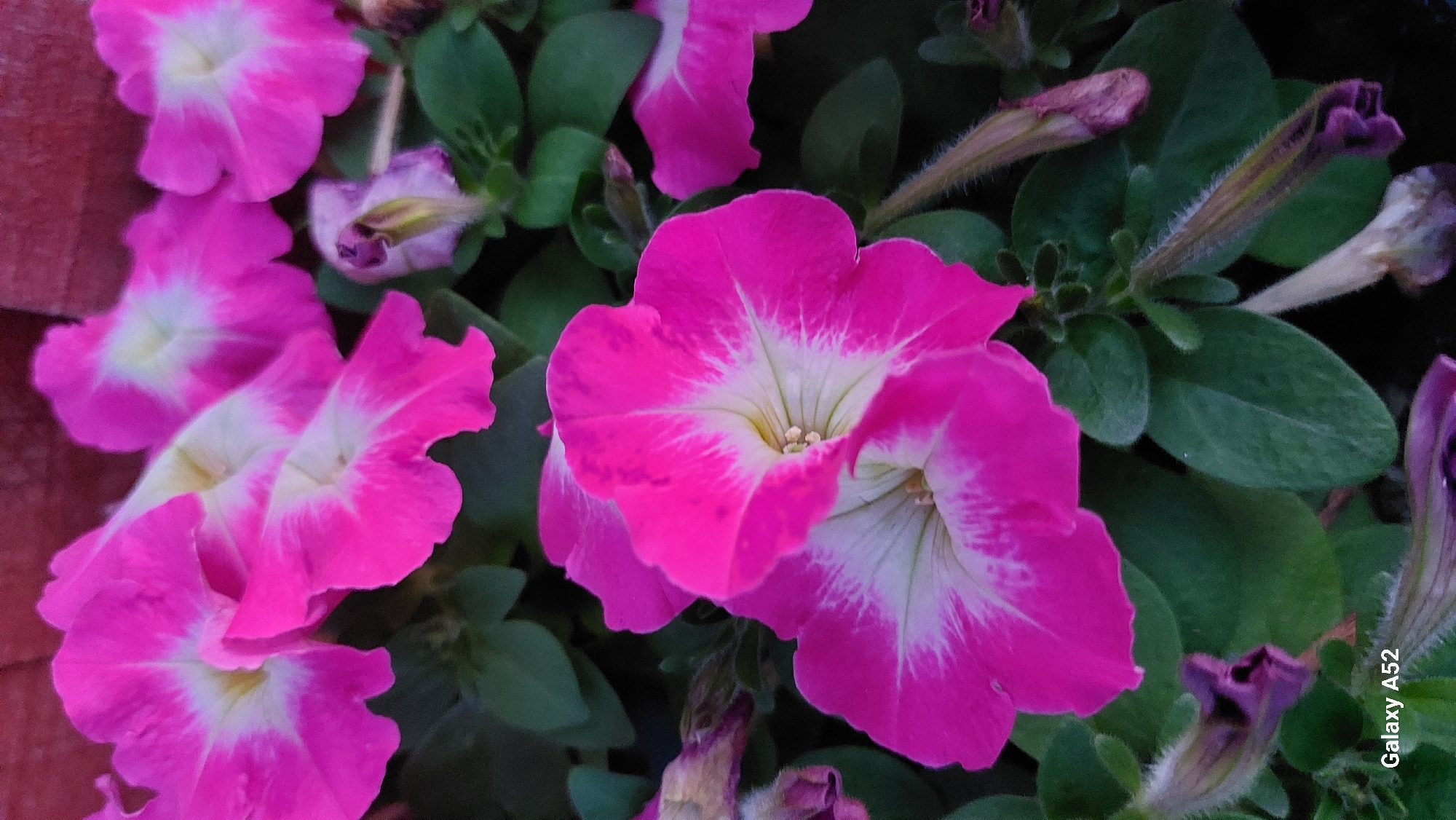 The image displays a close-up, high-angle view of several vibrant pink petunias with white centers, interspersed with dark green foliage. Some petunia buds are visible, appearing as tightly furled purple structures, some with fuzzy exteriors. The background consists of a blurred, reddish-brown surface, possibly a brick wall or planter. A portion of a digital watermark, "Galaxy A52," is visible in the lower left corner, indicating the device used for capture. The scene is that of a garden or floral arrangement. There are no people present, and no discernible actions or interactions are taking place. The environment is natural and botanical. The specific location within the city of Комарье, Russia cannot be determined from the visual information provided.