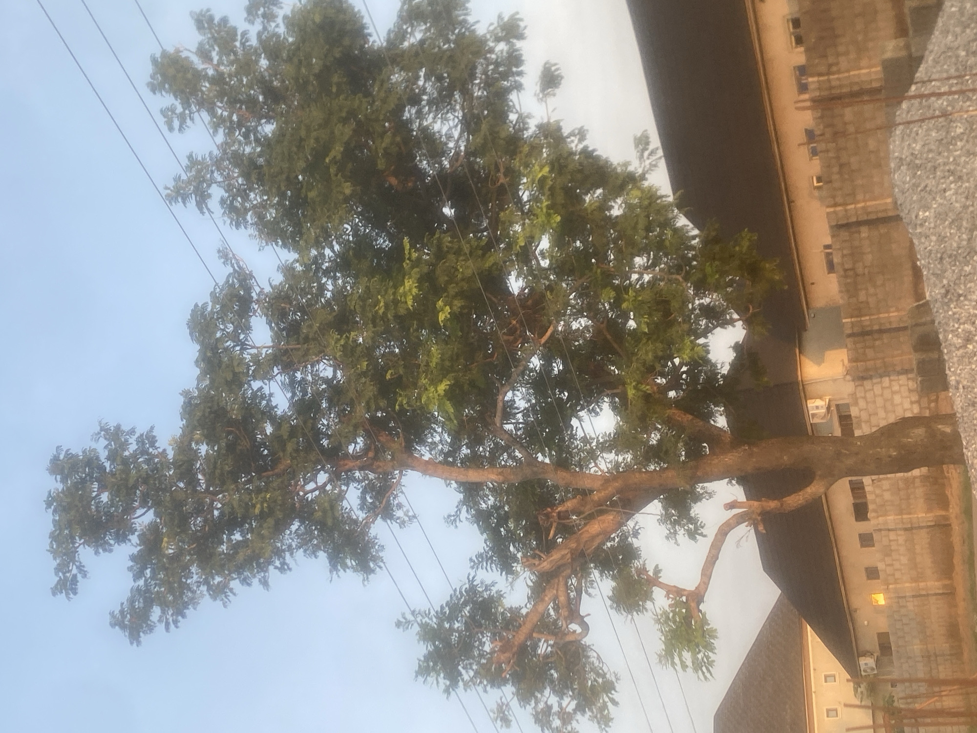 This image depicts an outdoor scene in Iddo Tudunwada, Nigeria, captured during daylight hours, likely early morning or late afternoon, evidenced by the soft, warm light. The primary subject is a large, mature tree with a substantial trunk and numerous branches extending throughout the frame. Its foliage is predominantly green, varying in density. Multiple dark, thin power lines traverse the upper portion of the sky and pass through the tree's upper canopy.
In the background, several residential-style buildings with dark, steeply sloped roofs and light-colored walls are visible. One building prominently features multiple rectangular windows and at least two white external air conditioning units mounted on its wall. A concrete block wall runs horizontally in the middle ground, separating the foreground from the buildings. A small, square yellow sign is affixed to this wall, though its text is illegible.
In the lower right foreground, a large pile of light-grey gravel or crushed stone is present. No individuals are visible within the frame. The sky is clear and light blue. The scene suggests an urban or suburban environment with elements of ongoing construction or development.