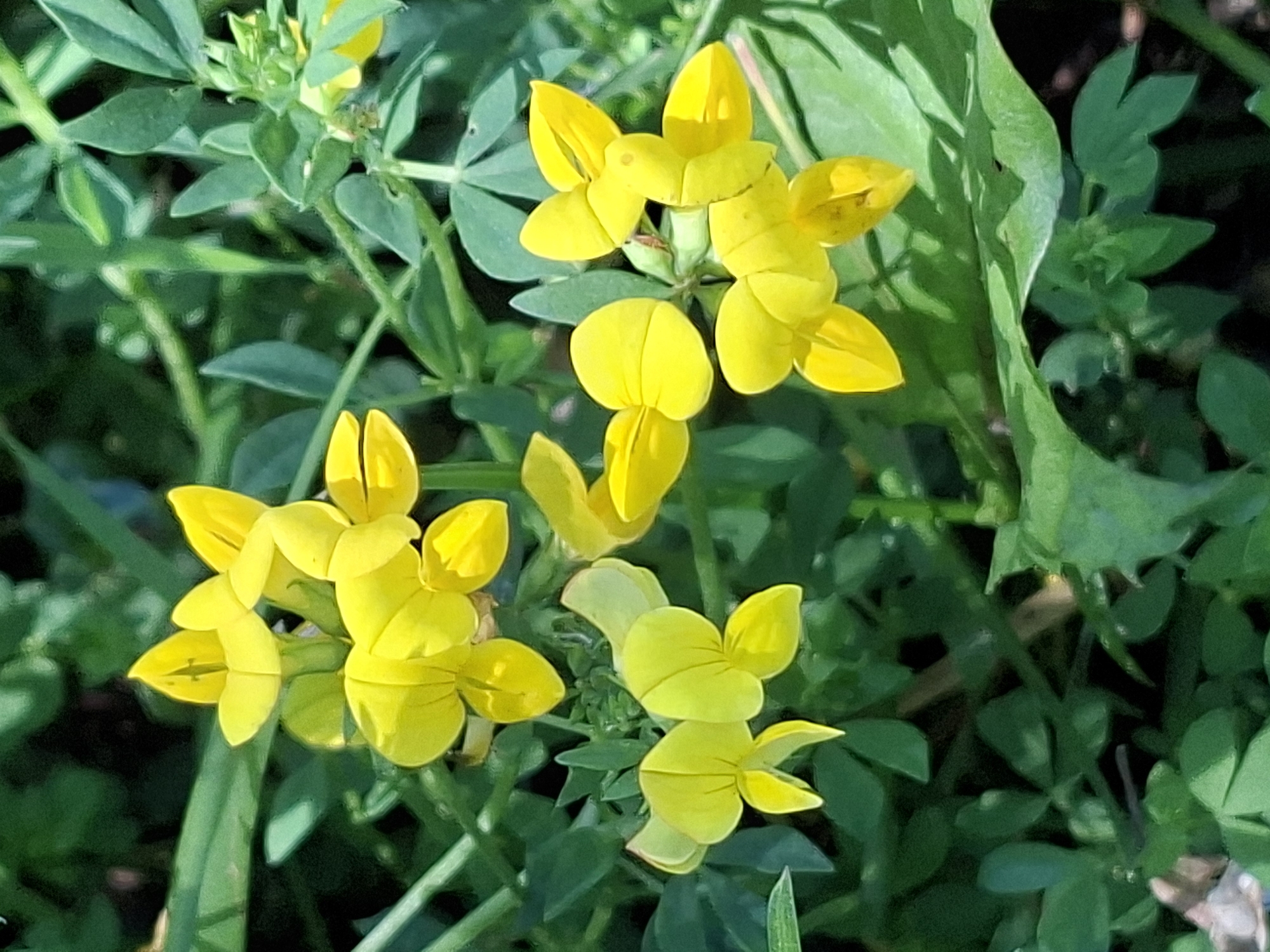 The image shows a close-up of a cluster of small yellow flowers with green leaves in the background. The flowers have a distinctive shape, resembling butterfly wings. The overall scene is natural, with the plants appearing to be growing outdoors. There is no indication of urban environment or specific location within the city of Alytus, Lithuania. The image is an environmental portrait of wildflowers.
