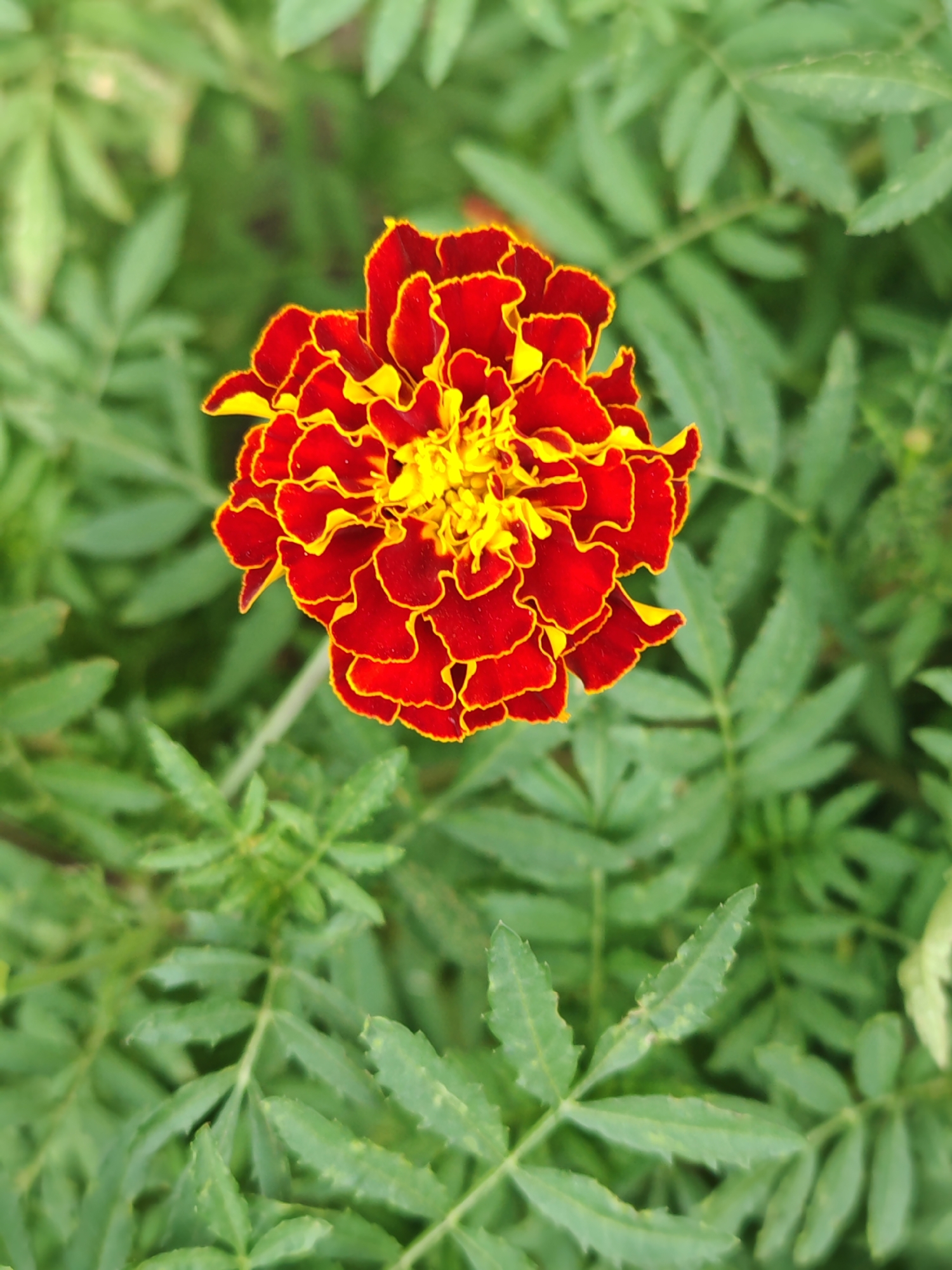 A close-up, overhead shot captures a vibrant, fully bloomed marigold flower with ruffled petals in shades of deep red and bright yellow. The flower is centered in the frame, its intricate texture and gradient of colors clearly visible. The background consists of soft-focus green foliage, creating a natural and slightly blurred environment. The image is a detailed botanical study of the marigold's bloom and its immediate surroundings. The location in Kokshetau, Kazakhstan, is not evident from the visual information provided in the image.