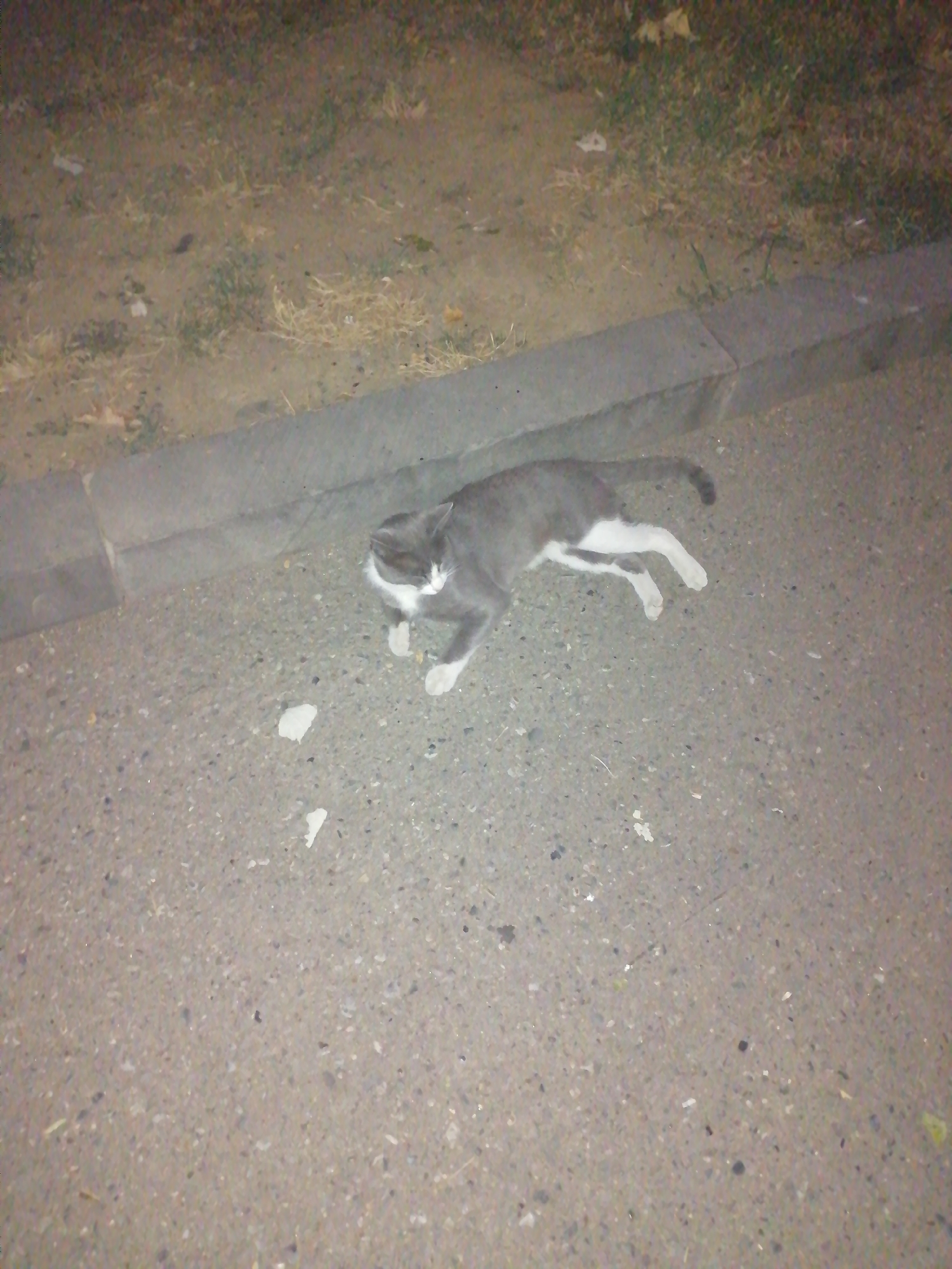 A grey and white cat is lying on its side on an asphalt surface next to a concrete curb. The cat appears to be deceased. The area is outdoors, with dry grass and dirt visible behind the curb. Some small pieces of white debris are scattered on the asphalt near the cat. The lighting suggests it is nighttime or a very dark area. The location is Rustavi, Georgia.