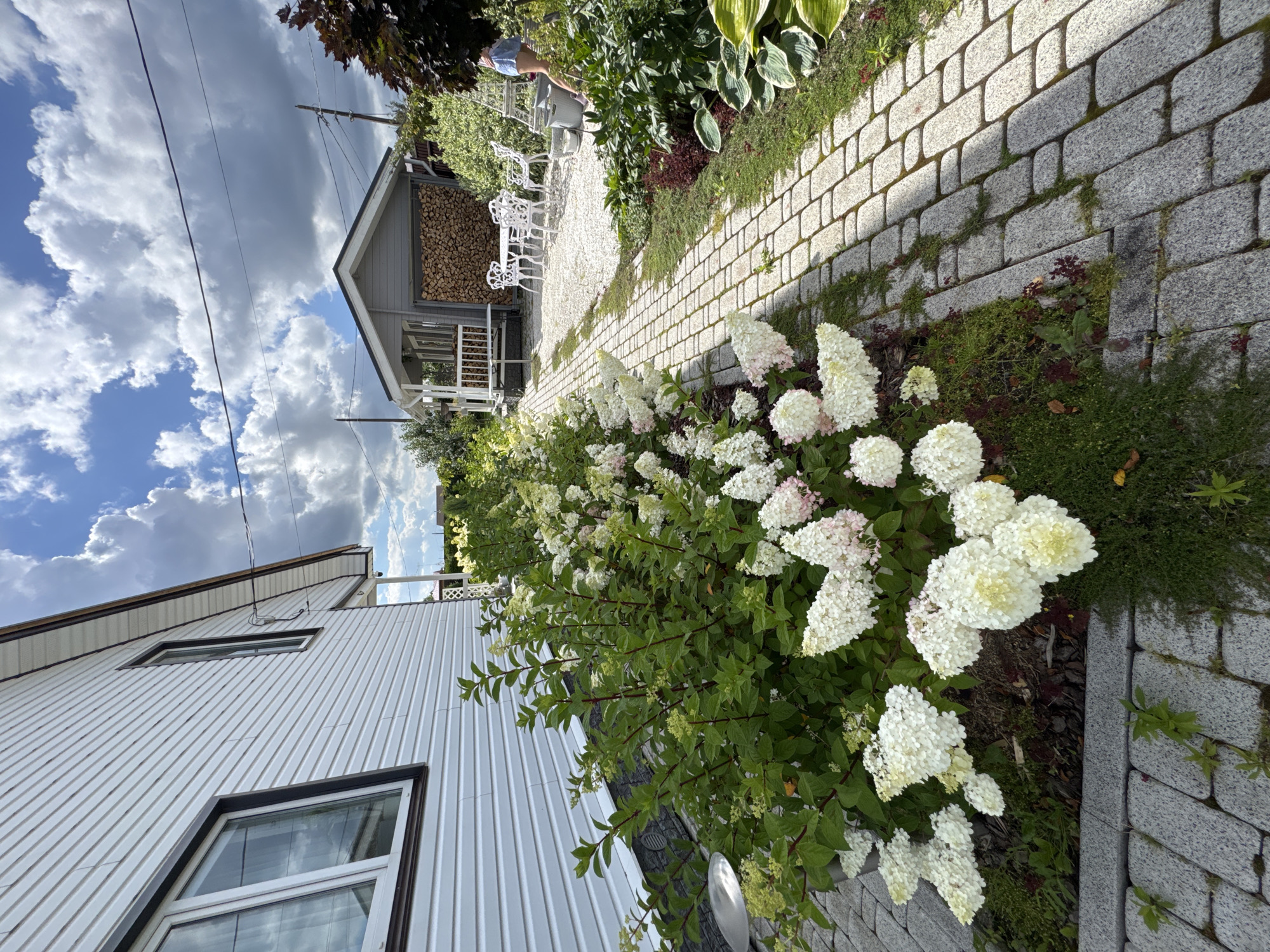 The image depicts a residential backyard in Oliki, Russia, on a partly cloudy day. A white-sided house with dark trim windows is visible on the left. A paved pathway made of grey stone runs through the yard, bordered by lush green foliage and clusters of white and pink hydrangeas. In the background, a small grey garden shed is present, with a neatly stacked pile of firewood visible through an open section. A white outdoor dining set with a table and four chairs is positioned on a gravel area in front of the shed. A person wearing a blue garment and a white top is partially visible on the right side of the image, near the garden shed, appearing to be engaged in an activity in the yard. The overall scene suggests a well-maintained, tranquil domestic setting.