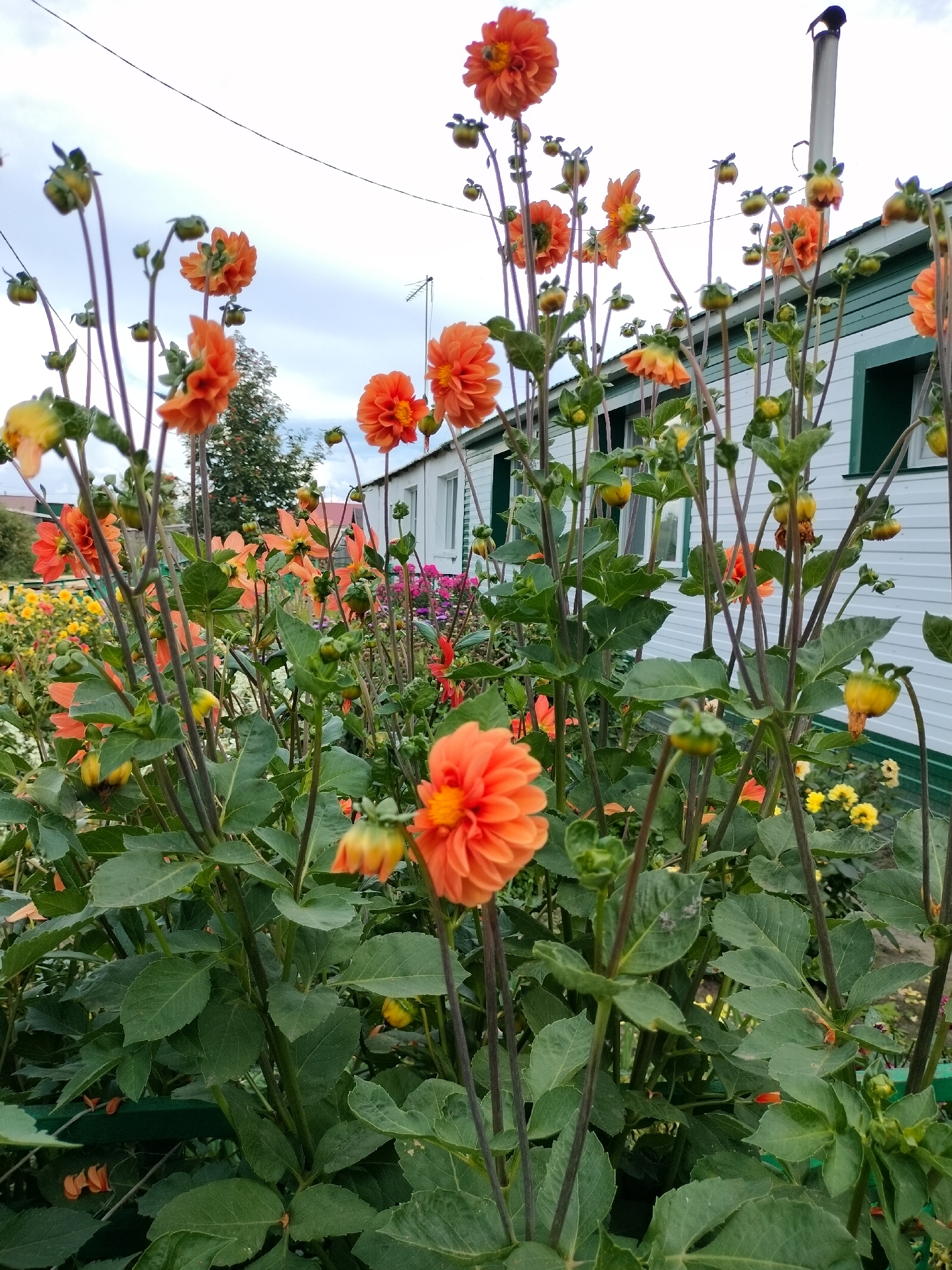 An outdoor medium shot captures a dense cluster of orange dahlias in full bloom against a backdrop of a white and green building with dark green trim and windows. The dahlias, with their layered petals and yellow centers, are the dominant subjects, with some fully open and others in bud. Their dark green leaves and stems form a thick foliage. A thin black wire runs horizontally across the top of the frame, above the flowers and building. A section of a white chimney pipe with a dark object on top is visible to the right of the frame, extending above the roofline of the building. The sky above is overcast with white and grey clouds. The scene is likely in a garden or yard.