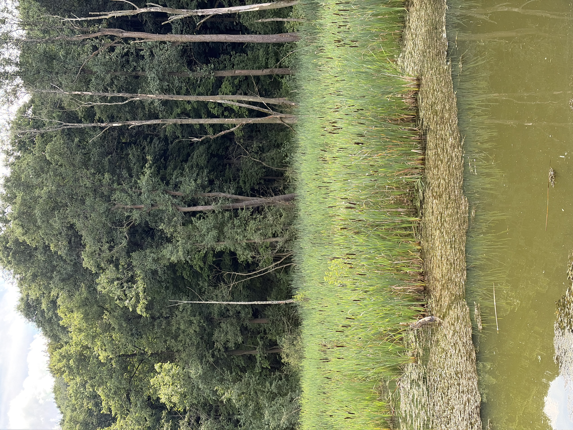The image depicts a natural scene of a forest edge bordering a body of water. In the foreground, the water is partially covered with green aquatic vegetation, creating a textured surface. A small, weathered wooden post emerges from the water amongst the vegetation. The middle ground is dominated by a dense growth of cattails, their brown, cylindrical seed heads standing tall amongst the green stalks. Behind the cattails, a forest of deciduous trees forms a lush green backdrop, with some taller, bare trees interspersed among them. The sky above is partially obscured by clouds. The scene suggests a tranquil, undeveloped natural area.