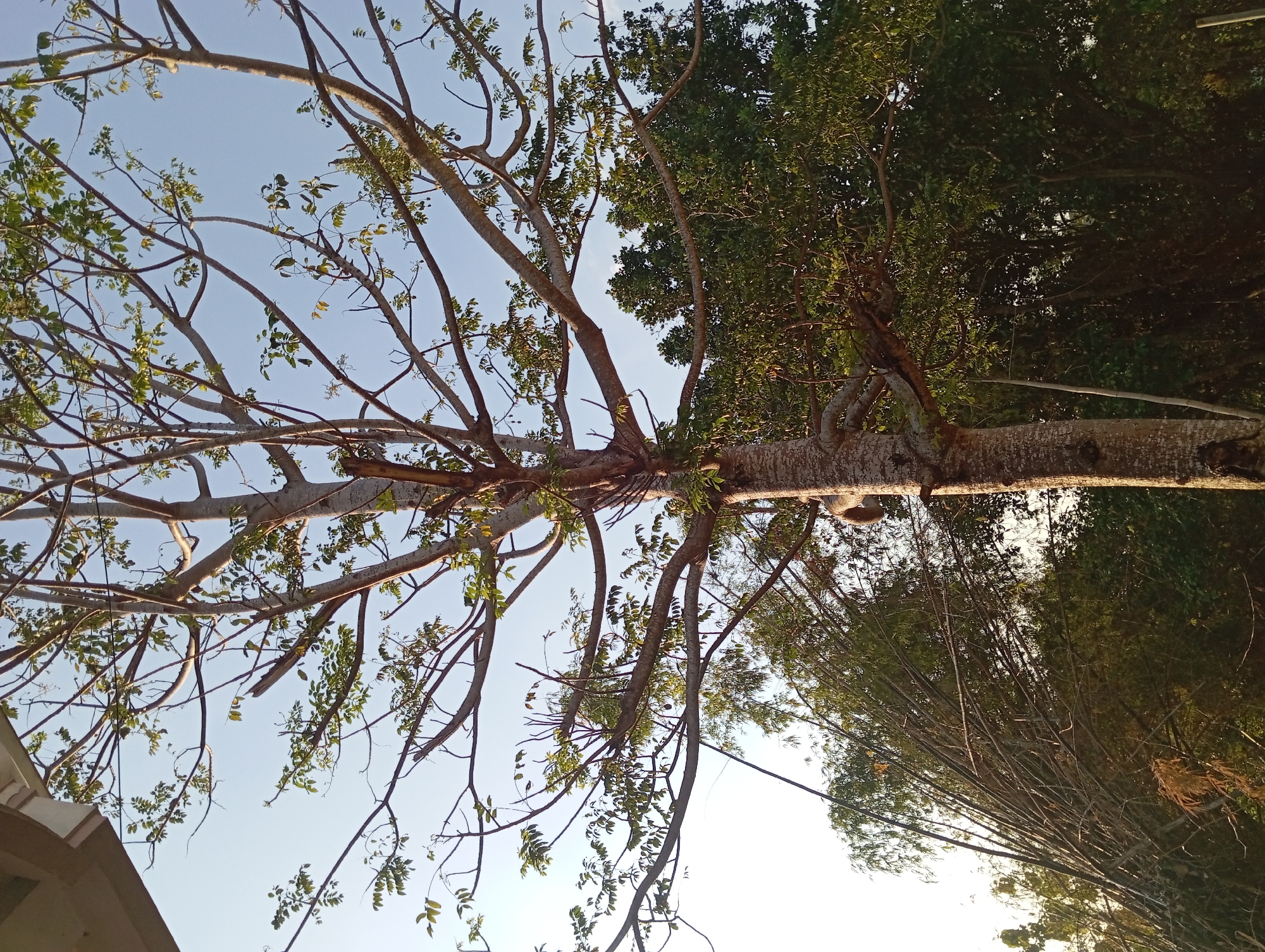 A tall tree with a textured, gray-brown trunk stands prominently in the foreground, reaching towards a clear blue sky. Its branches, laden with sparse green leaves, spread outwards in a complex network. The sunlight illuminates the leaves and branches from the right. In the background, dense green foliage of other trees and a patch of bamboo can be seen. The image appears to be taken outdoors, with the base of a light-colored structure visible in the upper left corner. The scene is devoid of any people or discernible human activity, suggesting a natural or park-like environment. The overall impression is one of a quiet, outdoor setting, possibly a garden or a wooded area within the city of Padurungan, Indonesia, given the provided context.
