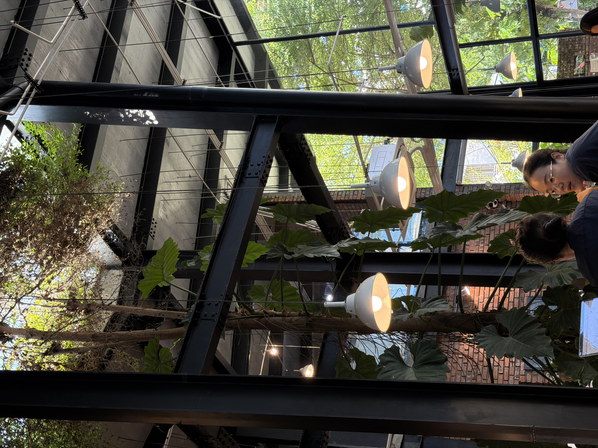 Captured from a low angle, the image showcases a modern indoor space in Đà Nẵng, Vietnam, characterized by its steel beam framework and integration of nature. The structural design features black steel beams in geometric patterns against a background of trees and glass roof panels filtering daylight. Suspended lights with spherical shades illuminate the plants below. A person is partially visible in the upper right corner, their face tilted downward as if engaged in an activity just out of view. The foreground is dominated by large, heart-shaped leaves, suggesting an indoor garden, contrasting the industrial design of the metal framework.