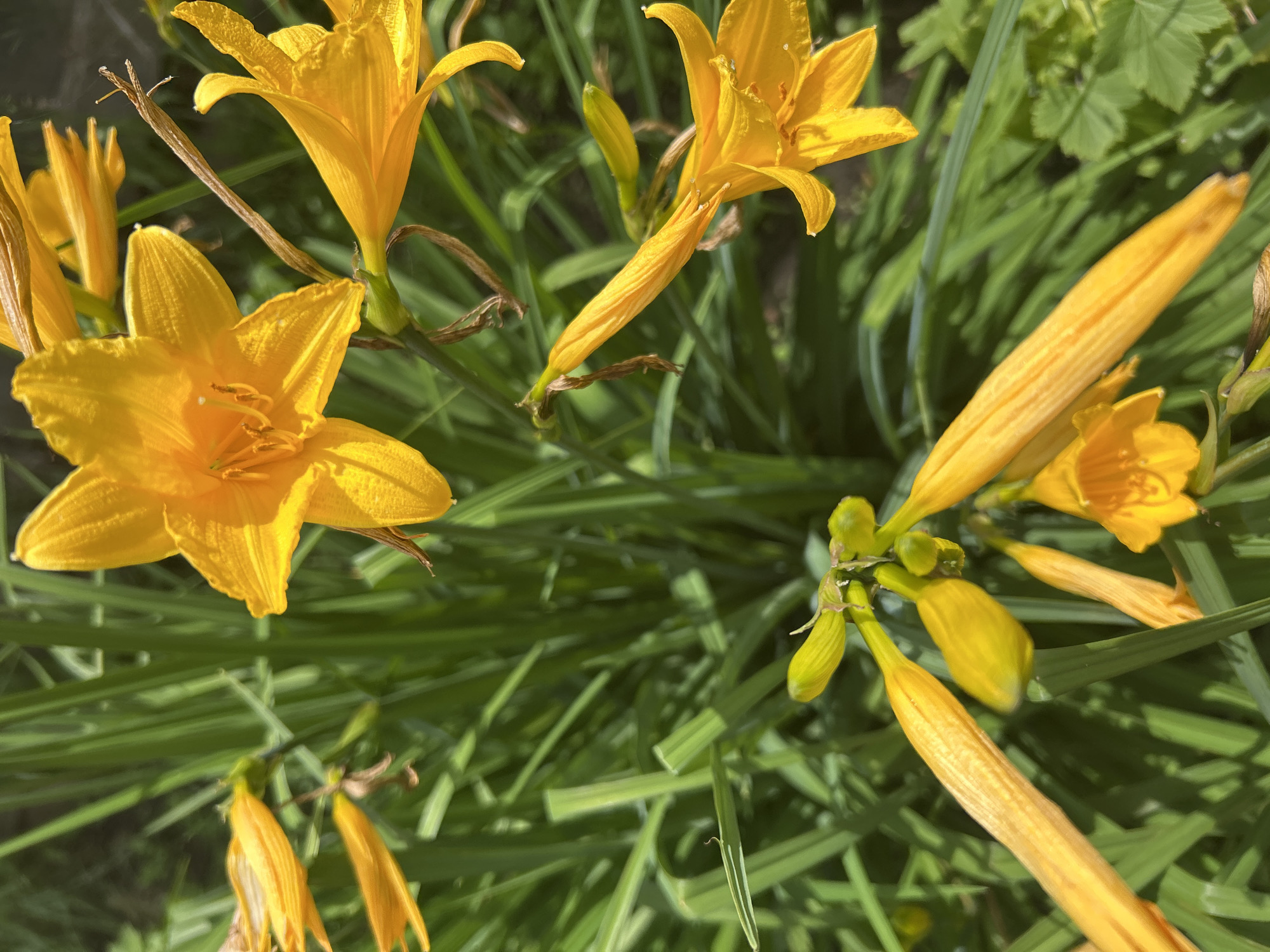 The image depicts a close-up view of bright yellow daylily flowers in bloom, set against a backdrop of lush green foliage. The flowers are primarily in focus, with some showing fully opened petals and others in various stages of unfurling. Some buds are also visible. The lighting suggests it is daytime, likely under bright sunlight, casting distinct shadows and highlighting the vibrant yellow hue of the petals. The overall setting appears to be a garden or natural landscape. There are no people or specific city landmarks visible to indicate a location within Sibay, Russia. The scene is entirely focused on the botanical subject matter.