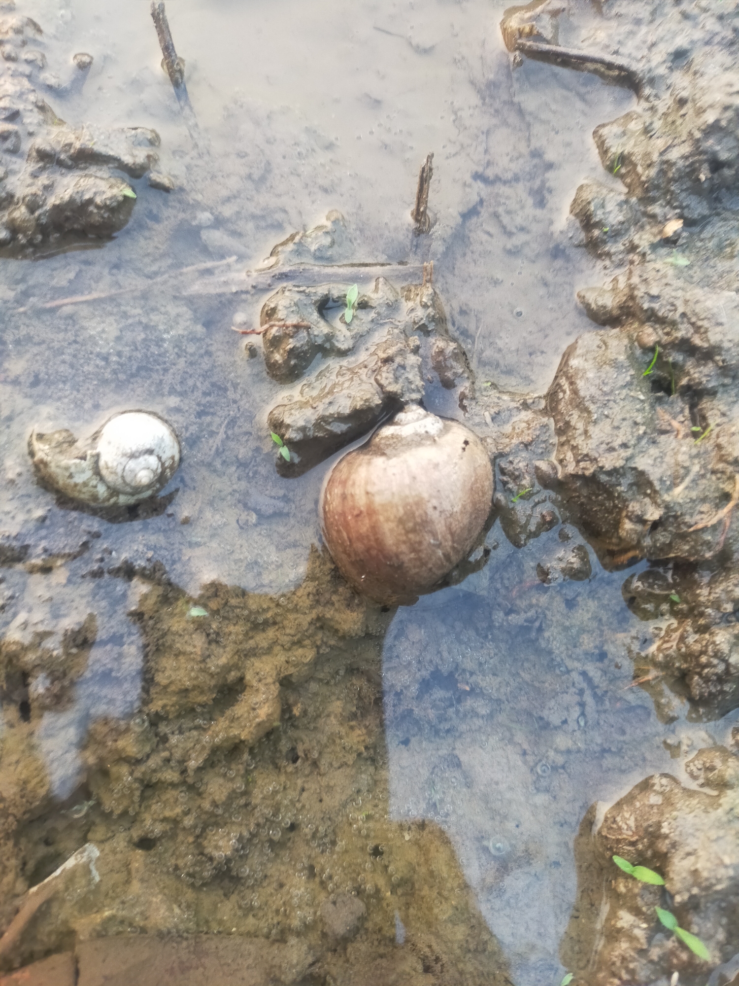 In Dukuhwaru, Indonesia, two snails rest in shallow, murky water near muddy ground. One snail, with a light brown, spiral shell, is positioned to the right of the frame. To its left, a smaller, white spiral shell is visible. The surrounding environment consists of wet soil, rocks, and small green plants. The water reflects the sky and ground, creating a blurred effect.