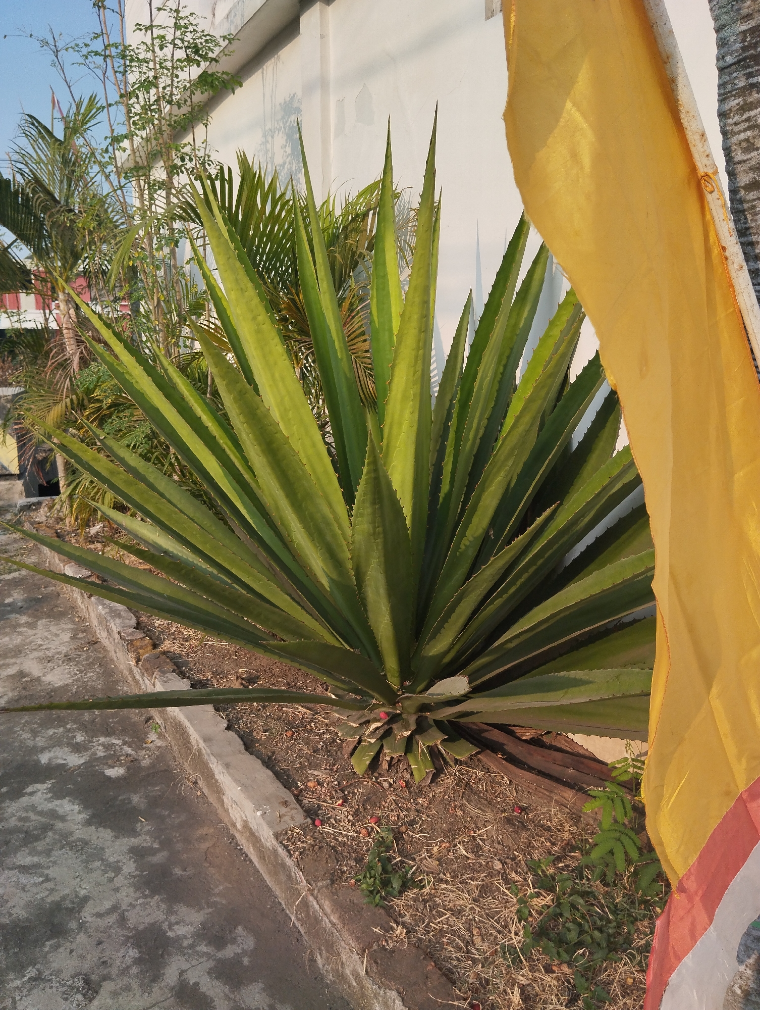 An aloe plant is in bloom, with large, green, spiky leaves. It is positioned in a garden with a white wall behind it and a flag to the right of the plant. The flag is yellow, white, and red. The ground is covered in soil, dry grass, and small red berries. The plant is located in Madiun, Indonesia.