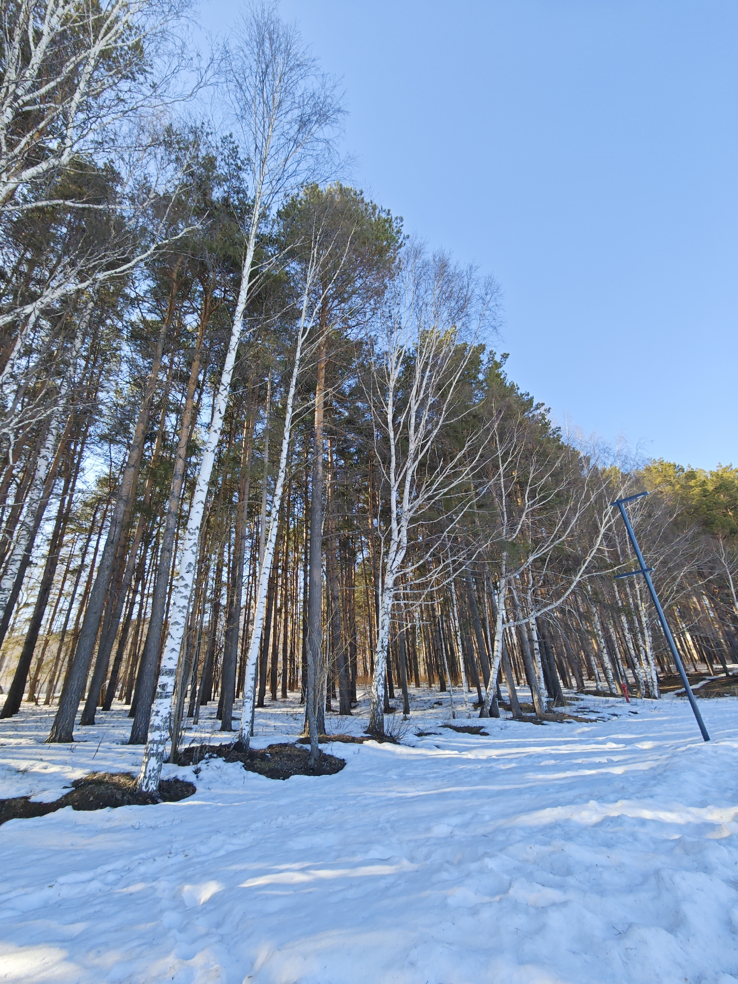 The image depicts a winter scene in a forest, likely in Chaikovsky, Russia. A snow-covered ground is visible, with a mix of birch and coniferous trees towering upwards. Some trees are bare, while others retain their green foliage. A metal structure is seen on the right side of the image. The sky is a clear blue. There are no people visible.