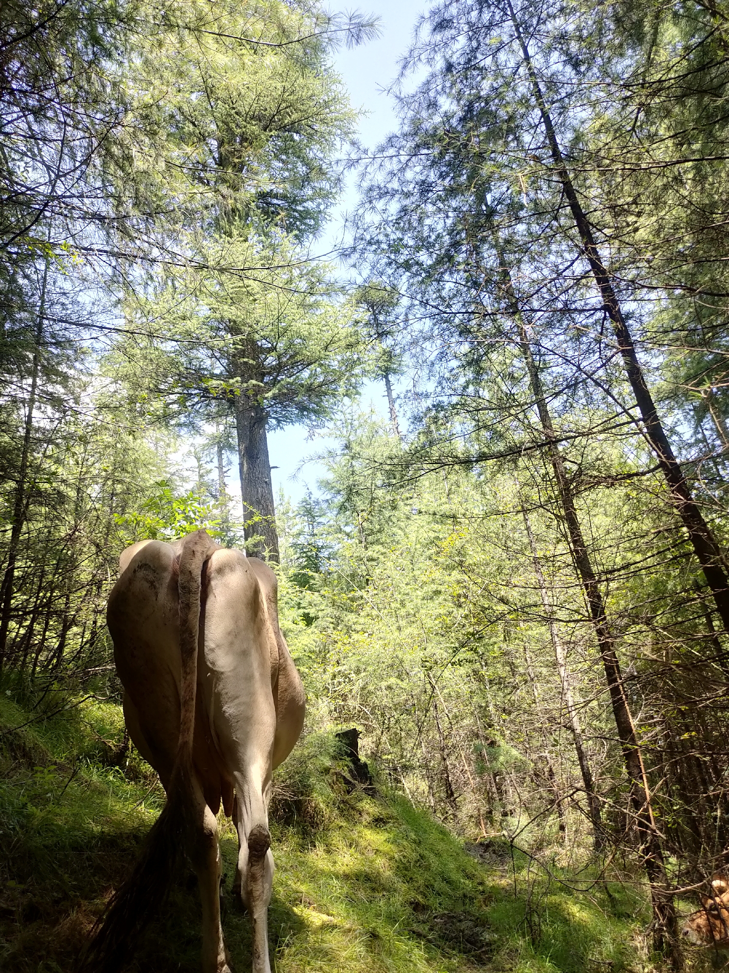 A low-angle, full-shot photograph captures the rear view of a light brown cow standing on a grassy incline within a dense forest. The cow is positioned in the lower-left quadrant of the image, facing away from the viewer and towards the center and upper portion of the frame. Its tail hangs down, and its udder is visible between its hind legs. Sunlight dapples through the thick canopy of tall evergreen trees that dominate the scene, creating patches of light and shadow. The forest floor is covered in lush green grass and some undergrowth. The sky is visible through the gaps in the trees, appearing bright and partly cloudy. The overall impression is of a cow in a natural, wooded environment.