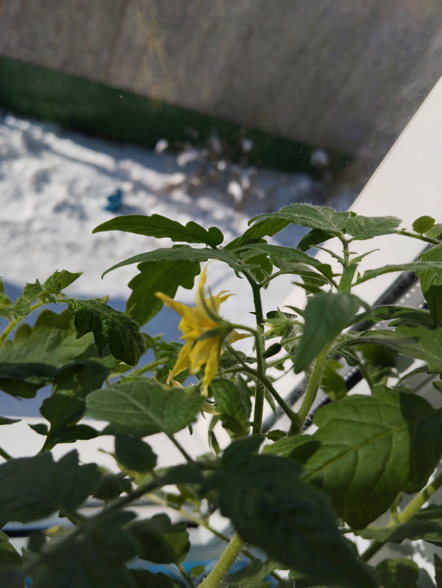A close-up shot shows a tomato plant with a yellow blossom inside an interior space, likely a windowsill or similar location. The leaves of the plant are green and textured. Outside the window, snow covers the ground. Krasnogorskoye is not directly mentioned or visibly identifiable in the image.