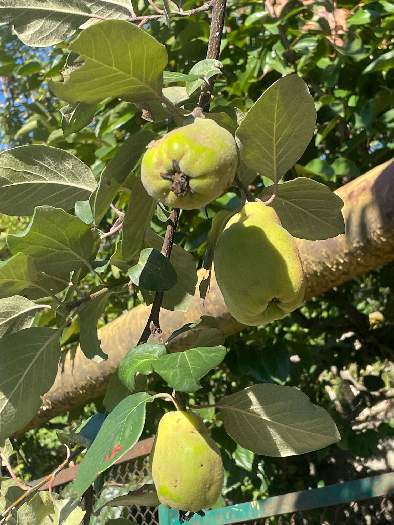 Four quince fruits are visible on a tree branch. The fruits are light green with a slightly fuzzy texture. One quince is in the upper center of the image, partially obscured by leaves. Another is to its right, larger and more prominent. A third quince is in the lower center, hanging below the branch. The fourth quince is visible in the lower right corner, mostly out of focus. The tree has large, green leaves, some of which are illuminated by sunlight. A thick, textured tree trunk or branch runs horizontally through the mid-right of the image. The background is filled with dappled sunlight and shadows of green foliage, suggesting an outdoor, natural setting. A hint of a green metal fence can be seen in the lower portion of the image. The image was taken in Baranovka, Russia, indicating the geographical context of the quince tree.