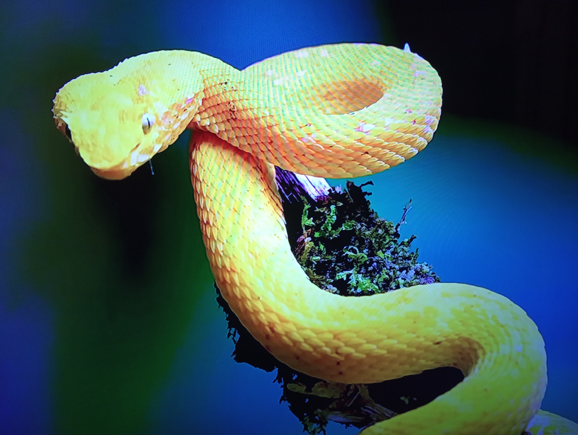 This media file is a close-up, eye-level shot of a bright yellow snake coiled around a dark, mossy branch. The snake is the primary subject, with its head visible in the upper left quadrant of the frame. Its scales are clearly defined, and it has a small, dark eye. The snake's body curves and loops, creating a visually dynamic composition against the blurred background. The background transitions from a dark, out-of-focus green to a vibrant blue, suggesting either an artificial or natural environment where light is playing a role.
There are no people or text visible in the image. The lighting is somewhat dramatic, with the snake well-lit and the background fading into darkness. This suggests the photo might have been taken in a controlled setting like a studio or with specific lighting to highlight the subject. The image does not provide any cues about the time of day, weather, or specific location. The overall mood is one of focused observation of the natural world, emphasizing the texture and color of the snake and its immediate surroundings. The snake appears to be at rest, coiled on the branch, with no discernible activity other than its presence.