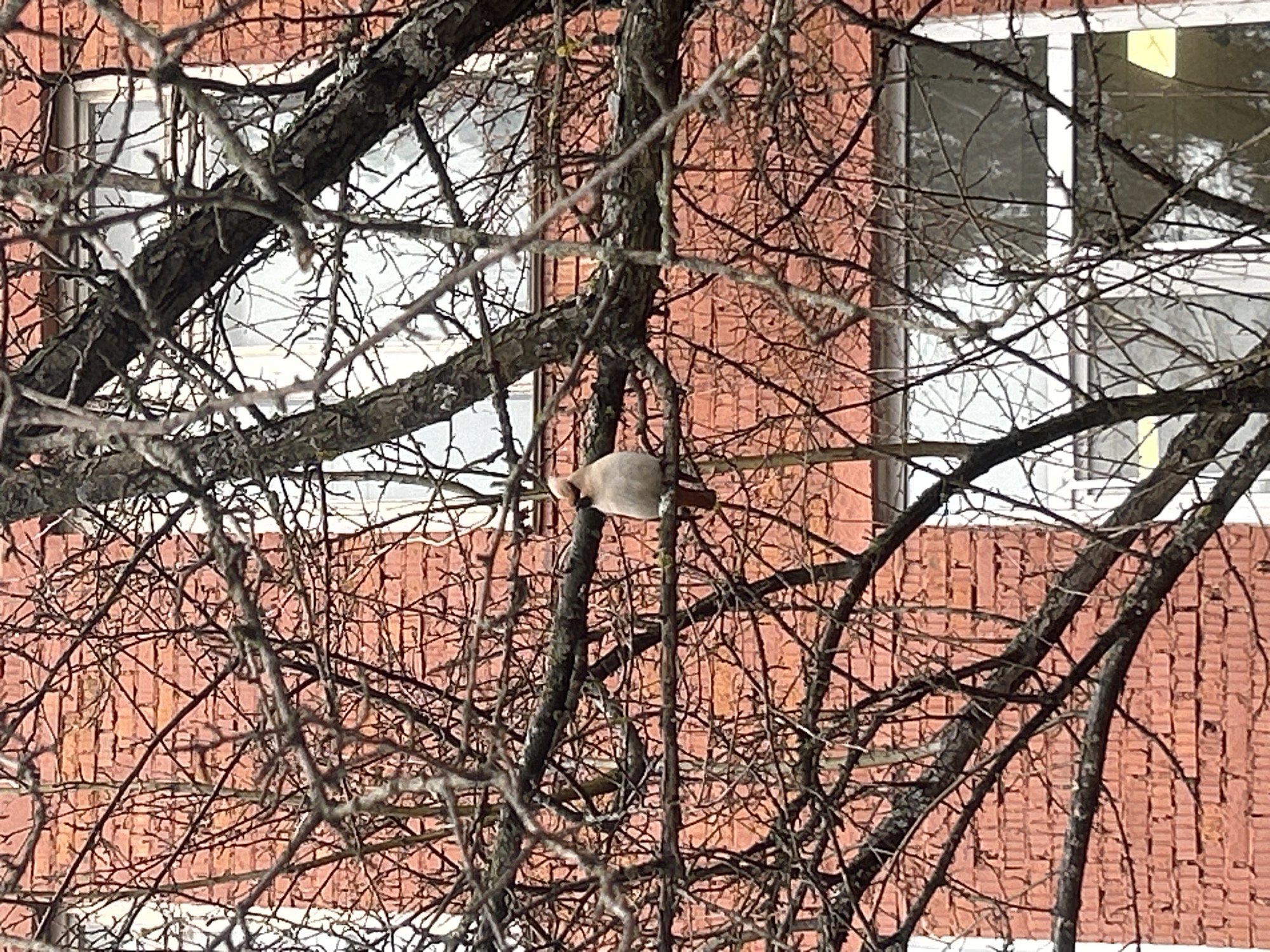 The image depicts a tree with bare branches in front of a building with windows. The building appears to be made of reddish-brown brick. A small bird, possibly a sparrow or finch, is perched on one of the tree's branches. The scene is likely located outdoors during a cold season, given the absence of leaves on the tree. The location in the city of Noviy, Russia is only provided externally, and cannot be verified visually from the image.
