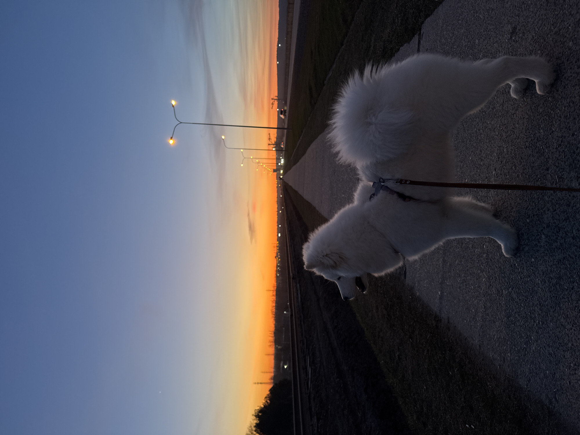 The image, taken in Chaikovsky, Russia, depicts a serene outdoor scene during sunset or twilight. A large, fluffy white dog, possibly a Samoyed, is the primary subject, positioned on the right side of the frame. It wears a harness and is attached to a leash, extending towards the right. The dog is seen in profile, looking downwards, seemingly sniffing the ground or pavement. Its thick white fur is slightly illuminated, highlighting its form against the darker foreground.
The scene unfolds along a paved path or road that stretches into the distance on the left, lined with a series of illuminated streetlights casting their warm glow. Parallel to this path, railway tracks are visible, also receding into the horizon. The sky dominates the upper and left portions of the image, showcasing a vibrant gradient of colors characteristic of dusk: a bright, warm orange and yellow-orange band along the horizon, transitioning upwards into lighter blues, and then deeper blue in the upper sky. In the far distance along the horizon, indistinct industrial or urban structures are silhouetted against the colorful sky. The foreground and areas beside the path are covered in dark grass or low vegetation.
The overall atmosphere is calm and peaceful, capturing a moment of a dog walk during the beautiful transition from day to night. There is no visible text in the image.