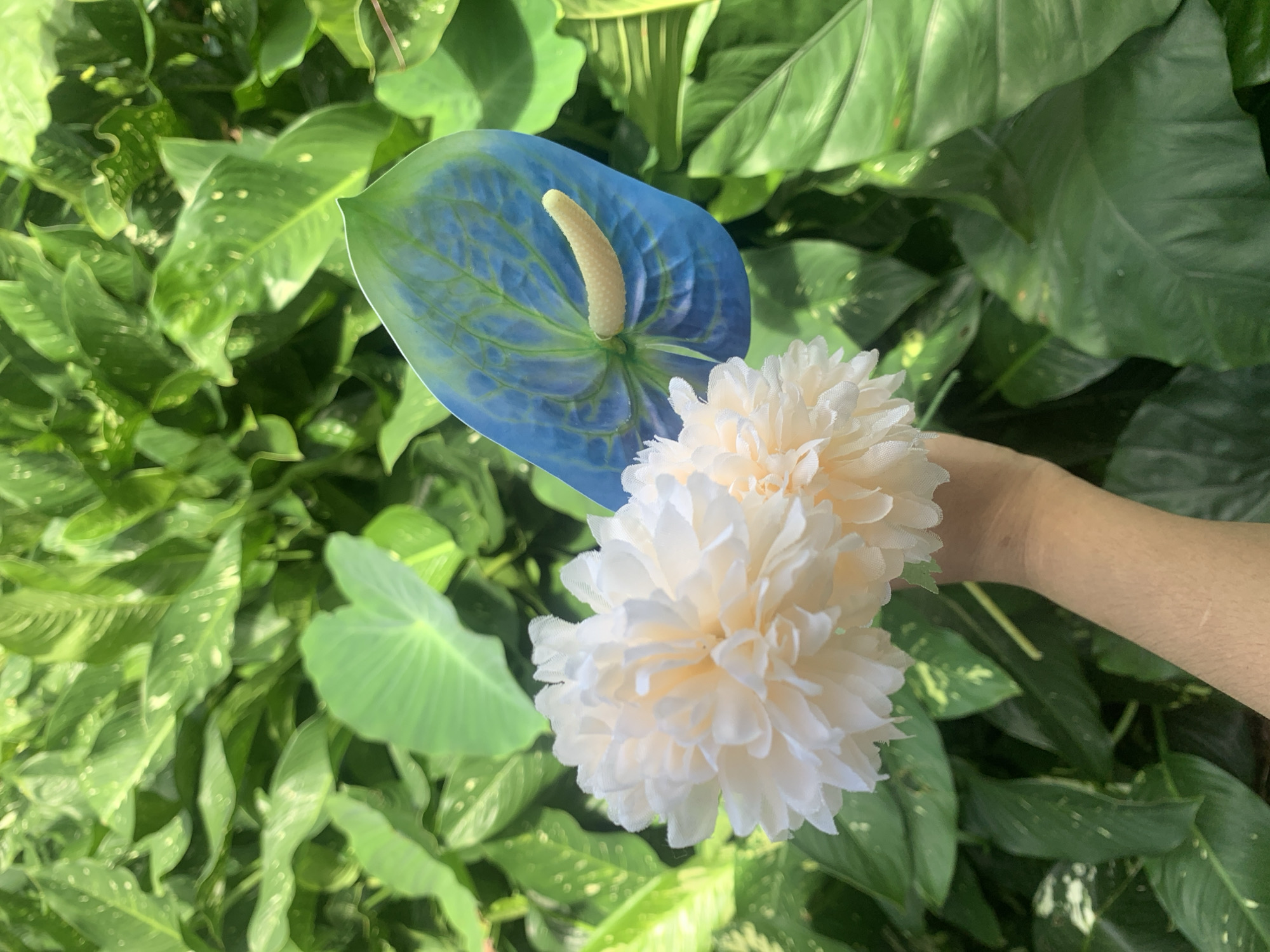 A person's forearm and hand, skin tone light-medium, is holding a bouquet of two cream-colored, fluffy flowers and a blue Anthurium flower with a yellow spadix. The bouquet is positioned in the foreground against a background of lush green foliage. The leaves are large and varied in shape, with some exhibiting lighter green or yellowish variegation. The lighting suggests an outdoor setting with dappled sunlight. The image does not contain any recognizable landmarks or elements that would allow for the specific identification of Kuala Pembuang, Indonesia.