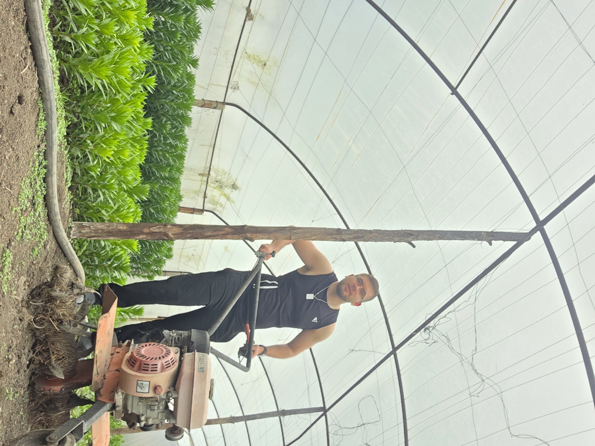 A young adult male is depicted operating a gasoline-powered tiller inside a greenhouse or poly-tunnel in Yagodovo, Bulgaria. The man, appearing to be in his 20s or 30s, has short dark hair, a light beard, and wears glasses. He is dressed in a black sleeveless t-shirt, black track pants, and a white pendant necklace. He is holding the handles of the tiller with both hands, guiding it as it churns through the dark soil, creating a disturbed area of earth and plant roots near its base. The tiller itself is primarily orange and beige, with a red engine cover that clearly shows "HONDA GX160" text.
The setting is an agricultural environment, characterized by a translucent white sheeting roof, supported by dark, curved metal arches and some rough wooden beams. Diffused natural light illuminates the interior. To the left, a dense row of vibrant green, leafy plants grows in the dark soil, alongside a black irrigation hose that runs along the ground. The man's expression is neutral and focused on his task of soil cultivation. The image's original orientation gives the impression of a tilted scene.