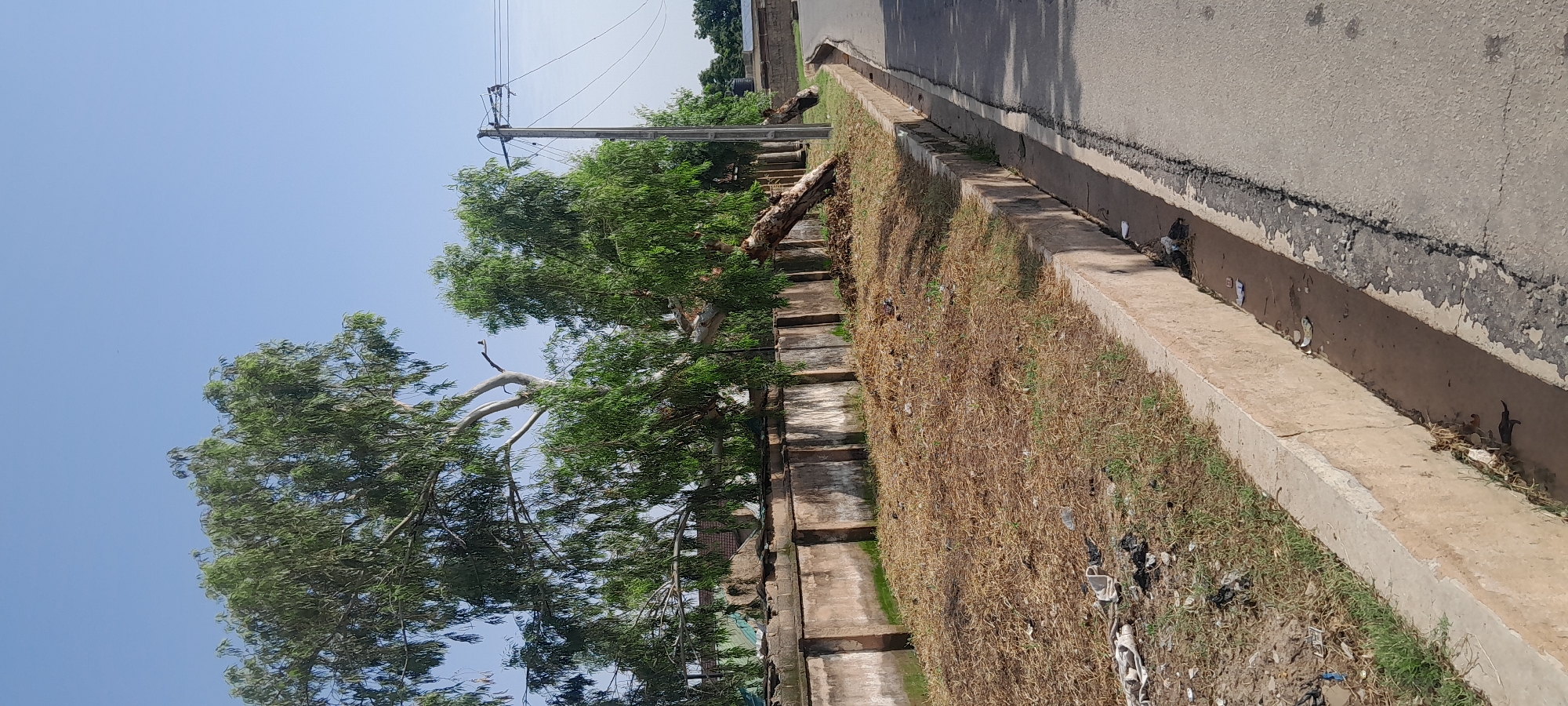 The image depicts an outdoor scene in Jalingo, Nigeria, featuring a fallen tree with its trunk angled across a concrete barrier wall. The tree has a light-colored trunk and numerous green leaves. Behind the wall, there are some buildings visible through the foliage. To the right of the fallen tree and wall, there is a paved road with a concrete drainage ditch running alongside it. The ditch contains some murky water and debris. Scattered on the ground in front of the wall and near the ditch are various pieces of litter, including plastic bags and other refuse. A utility pole with electrical wires is also visible in the background, to the right of the fallen tree. The sky is clear and blue. The overall environment appears to be an urban or semi-urban area with evidence of disrepair and litter accumulation.