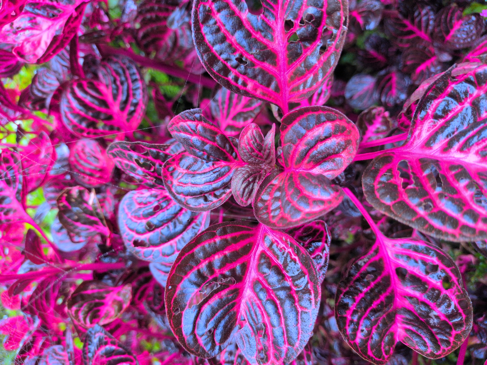 The image is a close-up, overhead shot of a patch of vibrant pink and dark purple foliage, likely Iresine herbstii, commonly known as bloodleaf or chicken gizzard. The leaves are ovate with distinct, raised veins that are bright pink, contrasting sharply with the darker, almost black, centers and edges. Some leaves show small holes, suggesting insect damage or natural decay. The texture of the leaves appears somewhat glossy, possibly due to moisture or natural sheen. Thin, almost translucent spider webs are visible stretched between some of the leaves and stems, catching the light. The background is blurred and consists of green foliage, indicating the plants are part of a larger garden or natural setting. The lighting suggests an overcast day or a shaded area, which enhances the saturation of the pink and purple colors.
The provided location, Kapurkot, Nepal, suggests this image was taken outdoors in a region known for its diverse flora. The plant's bright coloration would stand out in a natural environment. The presence of spider webs indicates an active ecosystem. The overall scene is one of natural beauty and detail, focusing on the intricate patterns and striking colors of the plant.