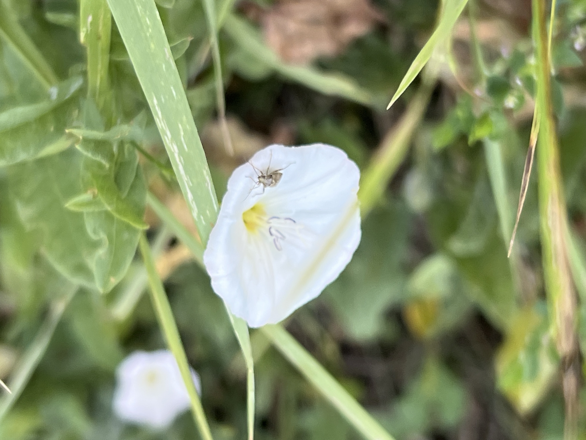 A macro shot captures a delicate white flower with a pale yellow center, likely a bindweed, in a garden setting in Bukhuny, Ukraine. A small, light brown insect, possibly an aphid or thrips, is perched on one of the white petals, its legs visible. The flower is surrounded by lush green foliage, with some blades of grass in the foreground and background blurred by the shallow depth of field. The lighting suggests it is daytime, with soft natural light illuminating the scene. The overall impression is one of natural beauty and the intricate details of the insect world.