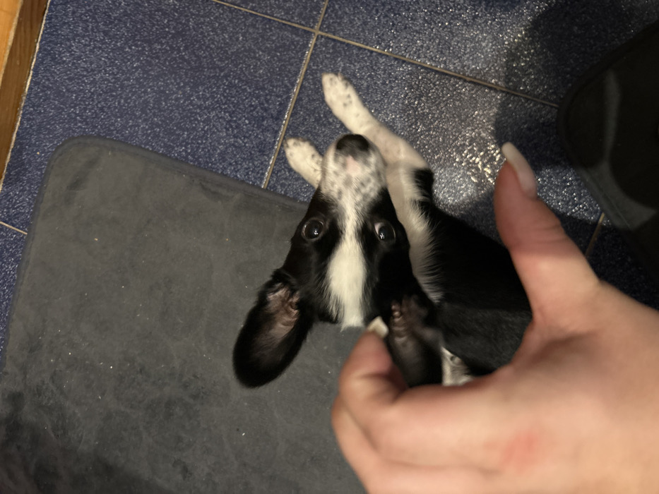 The image depicts a black and white puppy situated indoors in Chaikovsky, Russia. The puppy lies on a surface composed of a dark blue tiled floor on the right and a dark grey mat on the left. It exhibits a black and white coat pattern, with a white muzzle featuring dark spots and prominent dark eyes directed towards the viewer. A human hand, with light skin tone and visible fingernails, is interacting with the puppy by gently holding one of its black ears between the thumb and forefinger. The puppy's front paws, which are white with black spots, are visible on the blue tiled section of the floor.