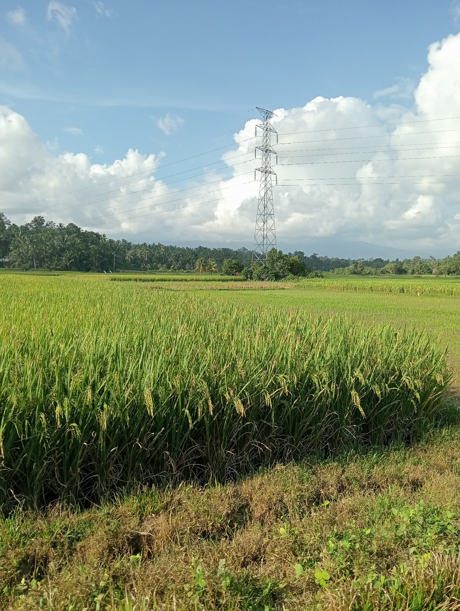 The image depicts a rural landscape in Campago, Indonesia, characterized by a vast, green rice paddy field occupying the foreground and mid-ground. Tall, mature rice stalks are visible, with some showing developing grains. In the mid-ground, beyond the rice field, is a collection of trees, forming a dense treeline. A prominent metal electricity pylon stands tall in the mid-ground, to the right of center, with power lines stretching across the sky. The background reveals a distant mountain range under a sky filled with white cumulus clouds against a clear blue backdrop. The immediate foreground shows a patch of dry grass and low-lying green vegetation, suggesting a slight elevation change from the field. The scene is illuminated by natural daylight, indicating a daytime setting. No people or animals are visible in the image.
