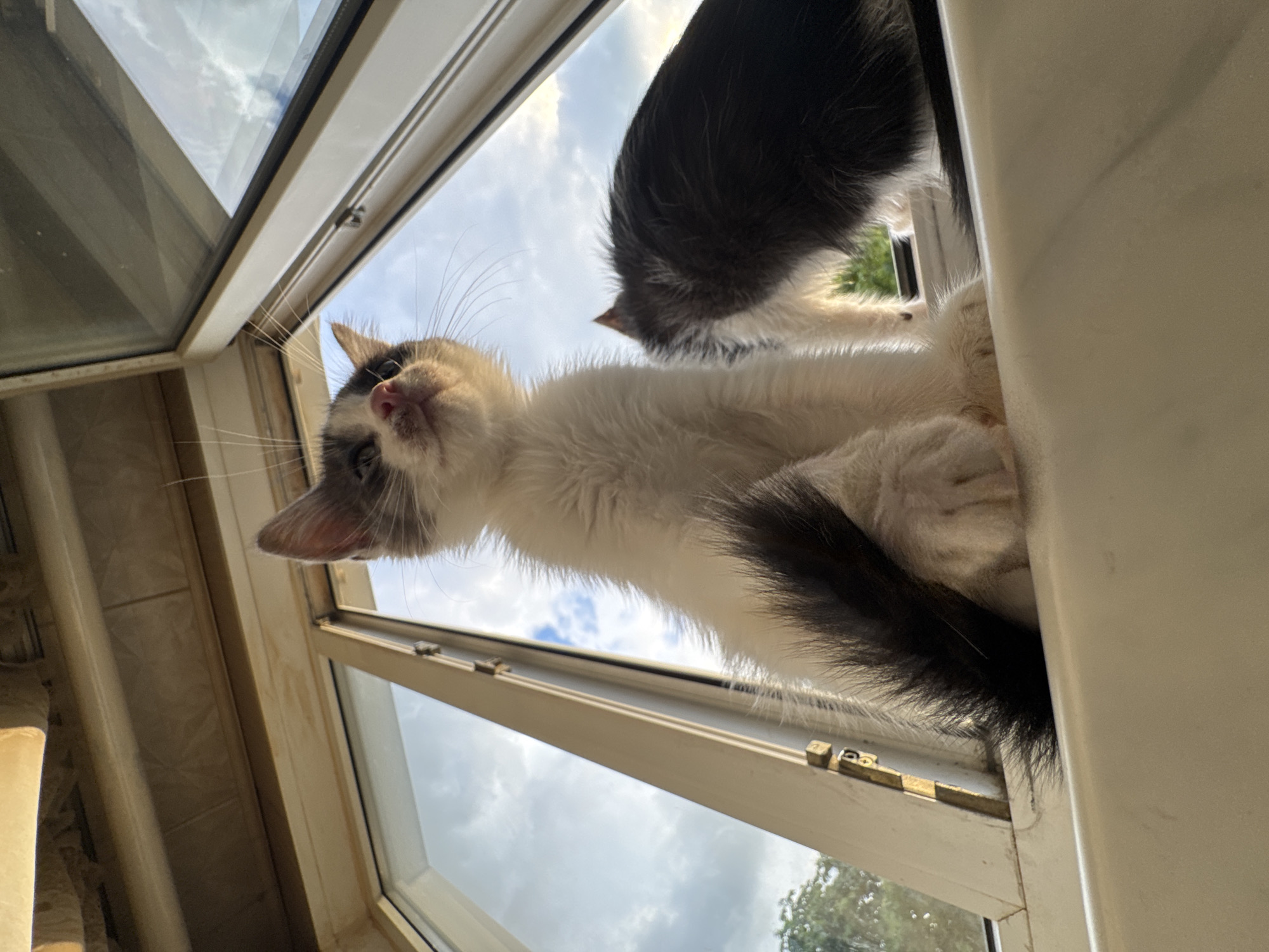 Two kittens are sitting on a window ledge, looking out at a cloudy sky. The kitten in the foreground is mostly white with black markings on its tail and ears. It is sitting upright and looking upwards. The second kitten, mostly black and white, is partially visible behind the first, with its head turned away. The window is open, revealing a sky with scattered clouds and some green foliage visible in the distance. The scene is illuminated by natural light.
