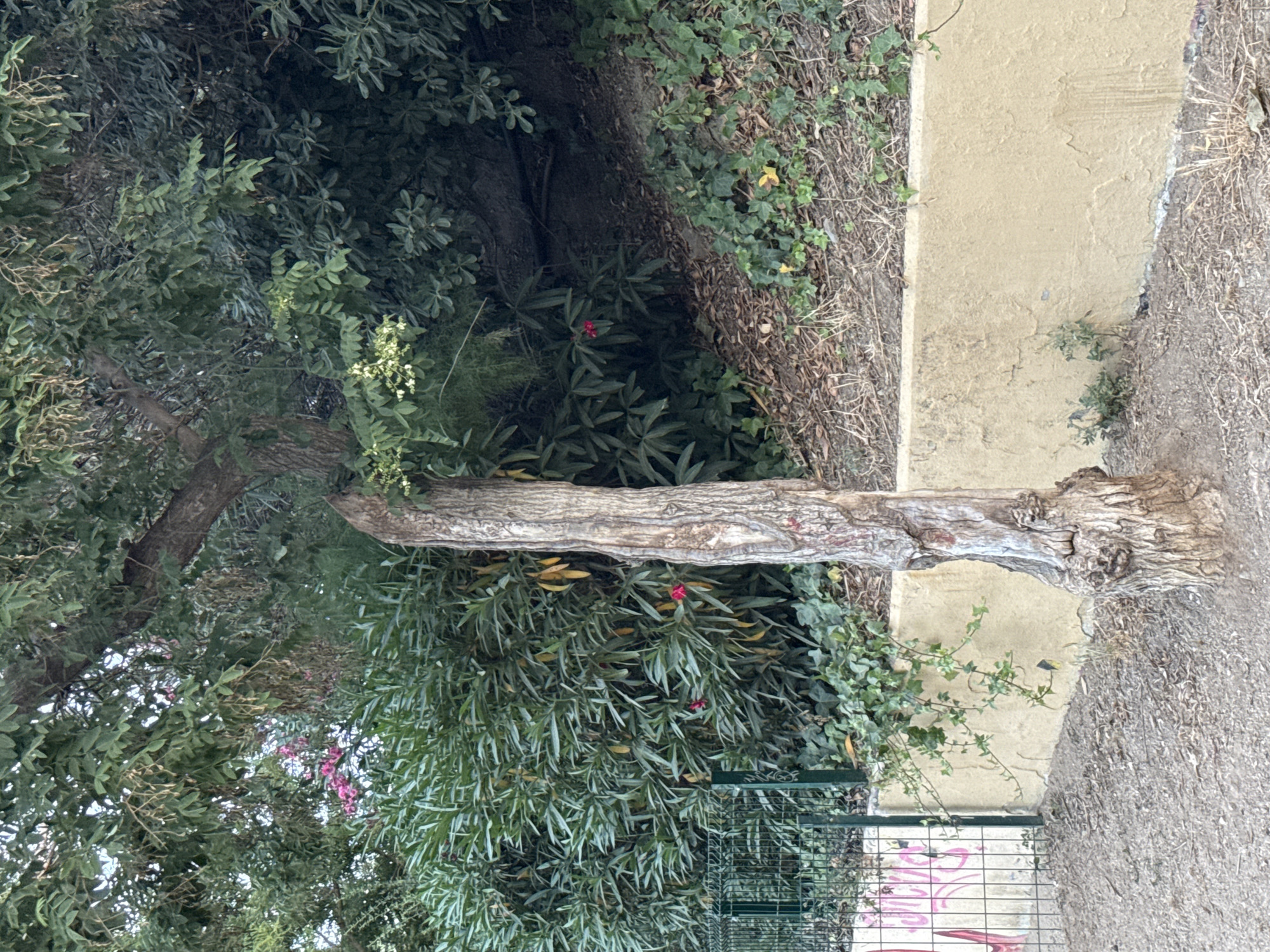 The image depicts an outdoor scene featuring a gnarled, weathered tree trunk that appears to be a significant element of the landscape. The tree trunk is rough and textured, with visible knots and a twisted growth pattern. It extends horizontally across the frame, suggesting it may be fallen or an unusually shaped standing tree. Surrounding the tree are dense green foliage and vegetation, with various types of leaves and some smaller plants with pink flowers. In the background, a textured, pale yellow wall or concrete structure is visible, bordering the vegetation. The ground in the foreground is a mix of dry grass, dirt, and possibly gravel. A green metal fence with a grid pattern can be seen at the bottom of the image, with some pink graffiti scrawled on a surface behind it. The overall impression is a natural setting with hints of urban elements, possibly a park or a neglected area. The lighting suggests it could be daytime, and the presence of greenery and some flowers indicates a mild climate. There are no people visible in the image. The graffiti on the fence reads "LOVER" in pink lettering.