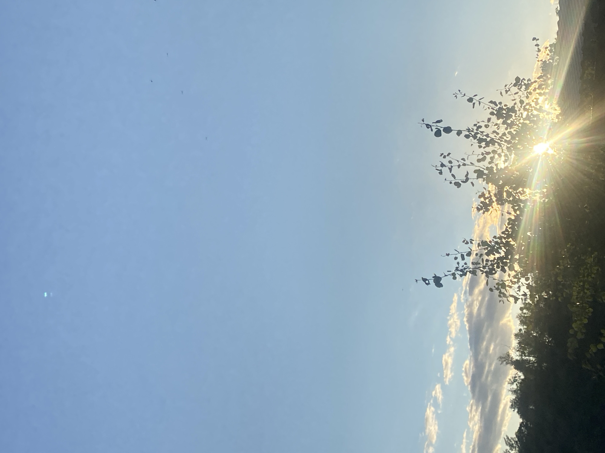 The image captures a serene sky over Dnipro, Ukraine, during what appears to be either sunrise or sunset. The dominant feature is a clear, pale blue sky, with wispy, elongated clouds stretched horizontally across the lower third of the frame. These clouds are illuminated from behind by a brilliant sun, which is partially obscured by the silhouette of foliage. The sun's rays are bursting outwards in a starburst pattern, creating lens flare effects that streak across the lower right quadrant of the image. In the foreground, dark green trees and branches are silhouetted against the bright sky, with individual leaves visible on some branches. Small, dark specks, possibly birds or insects, are scattered throughout the upper portion of the sky. The overall impression is one of natural beauty and tranquility.