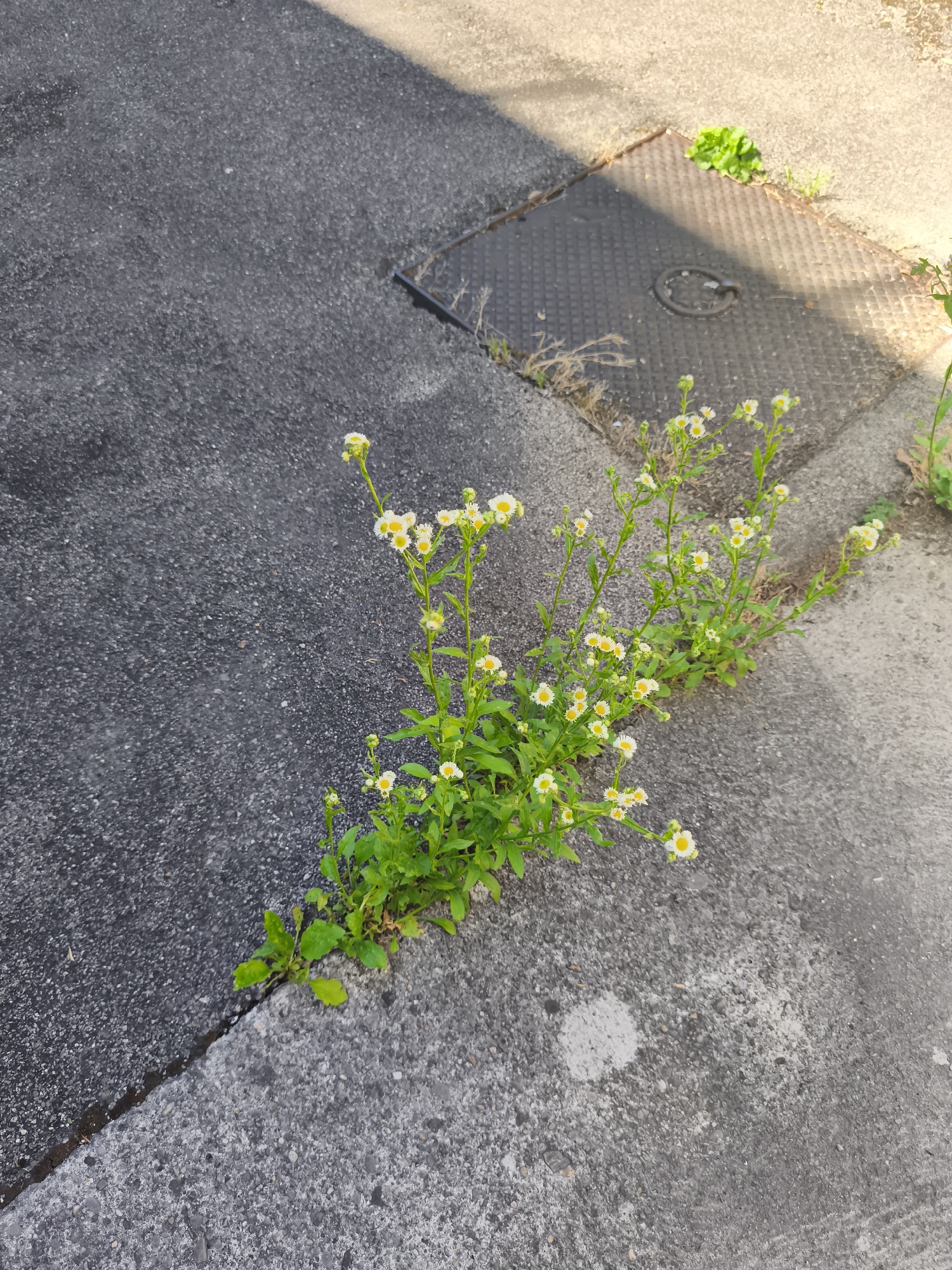 A cluster of small, white wildflowers with yellow centers grows through a crack between two sections of pavement. The pavement on the left is dark asphalt, and the pavement on the right is a lighter concrete. In the upper right corner of the frame, a metal utility cover is visible, set into the concrete. A shadow from an unseen object falls across the scene from the upper left.