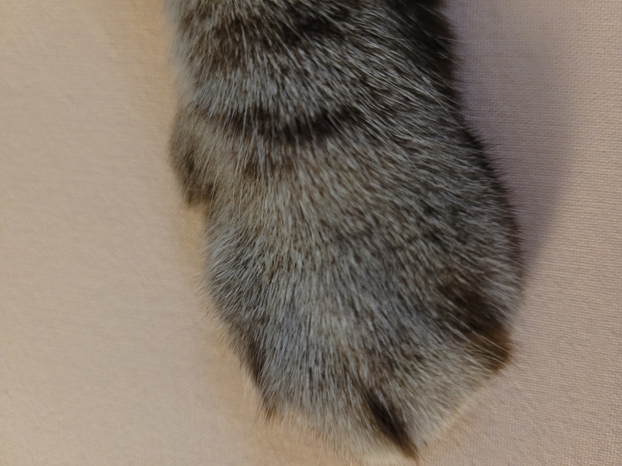 The image shows a close-up view of a tabby cat's paw resting on a peach-colored fabric. The fur is predominantly gray with dark tabby stripes. The paw is positioned in the lower left quadrant of the image, with the fabric extending across the remainder of the frame. The background is softly blurred, and there are no discernible urban or environmental features to suggest a specific location, including in the city of Kyiv, Ukraine.