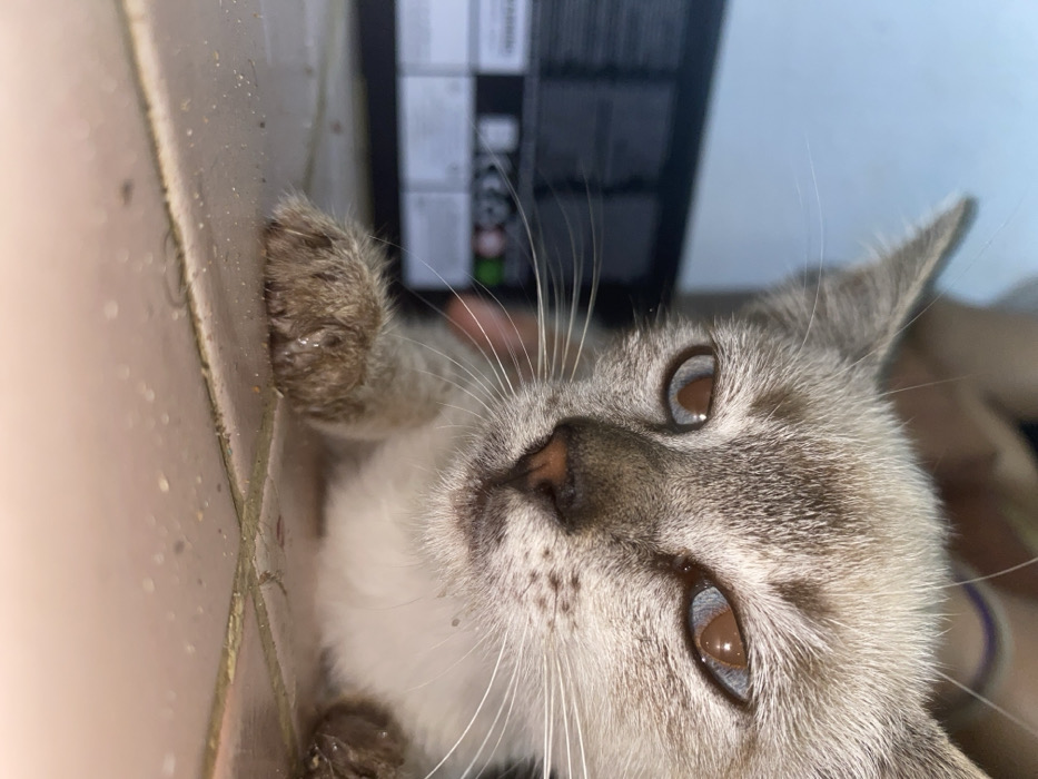 A tan and white cat with blue and brown eyes is close to the camera. Its head is tilted toward the right side of the frame. The cat's front paws are visible, with one appearing to press against a tan wall. A dark box with text on it is slightly out of focus in the background above the cat. The image is lit from above and slightly blurry.