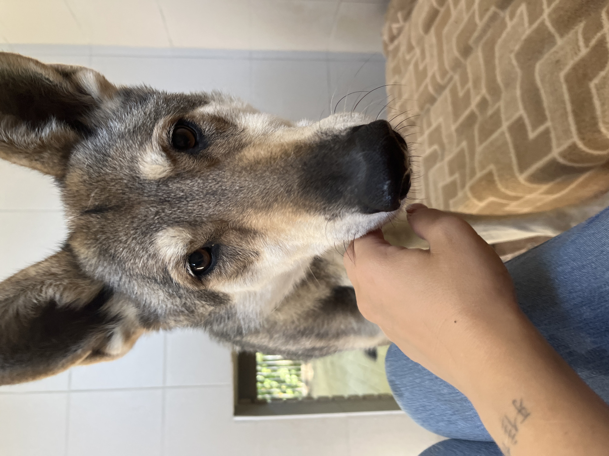 In Amel, Belgium, a close-up, eye-level shot captures a person's hand gently touching the snout of a wolfdog in what appears to be an indoor enclosure. The wolfdog, with its distinctive grey and brown fur and large, erect ears, is looking directly at the camera, its dark eyes conveying a sense of curiosity or gentleness. The enclosure features white tiled walls and a rectangular opening in the background that looks out onto a green, outdoor area, suggesting it could be an animal shelter or sanctuary. The person's legs, clad in blue jeans, are visible in the lower left of the frame, and a tattoo can be seen on their forearm. A beige blanket with a geometric pattern covers a surface to the right of the wolfdog, possibly a bed or resting area. The lighting is bright and even, highlighting the textures of the wolfdog's fur and the details of the enclosure.