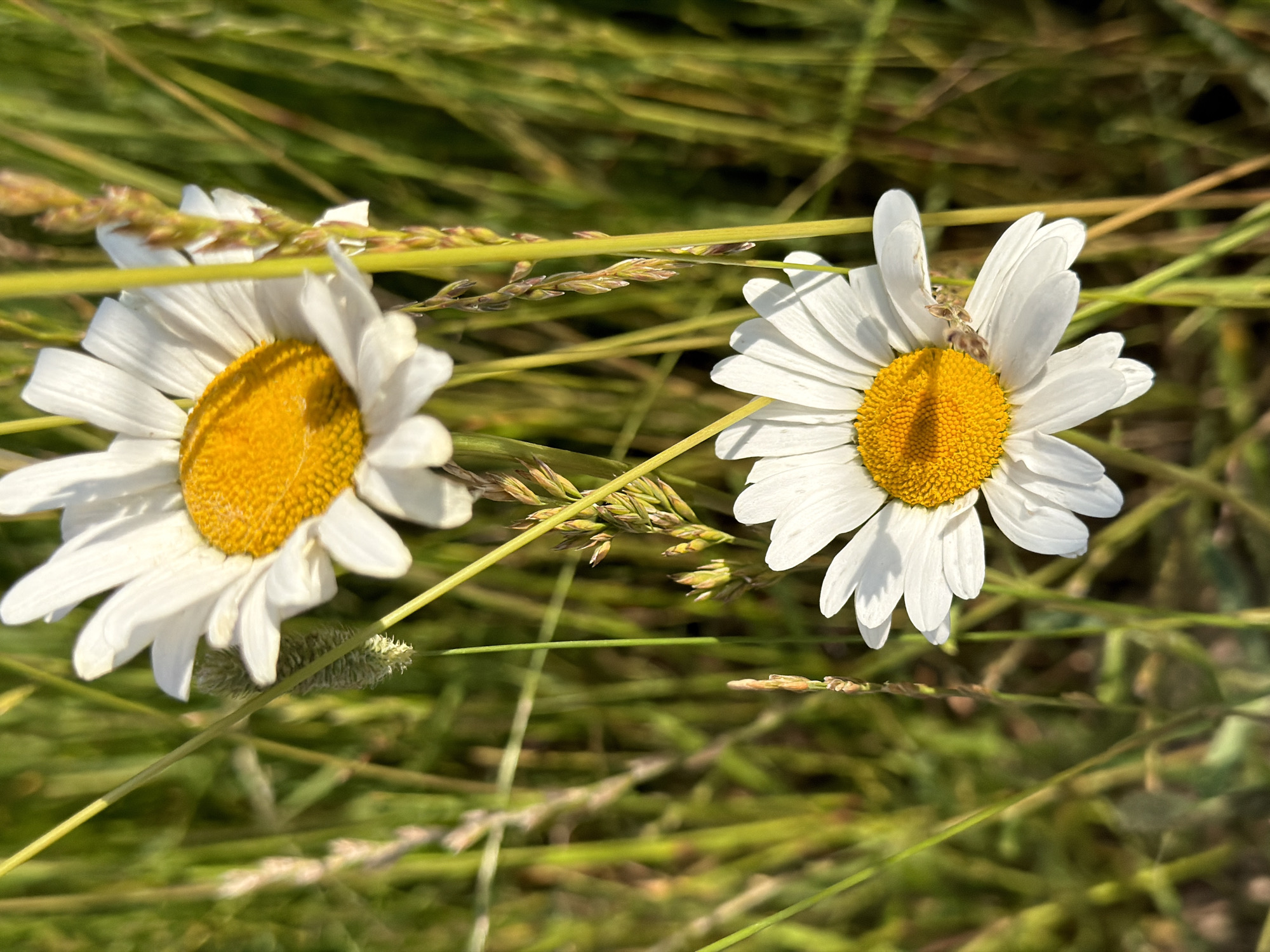 Two white daisies with yellow centers are in focus, nestled amongst tall green grass and some dried stalks. The daisies appear to be wild daisies, with delicate white petals and bumpy yellow centers. One daisy is on the left side of the frame, and the other is on the right, slightly closer to the viewer. The background is a blur of green and brown, indicating a natural outdoor setting. The lighting suggests it is daytime, likely sunny, as there are shadows visible on the petals of the daisies. The overall impression is peaceful and natural. There is no visible text in the image.