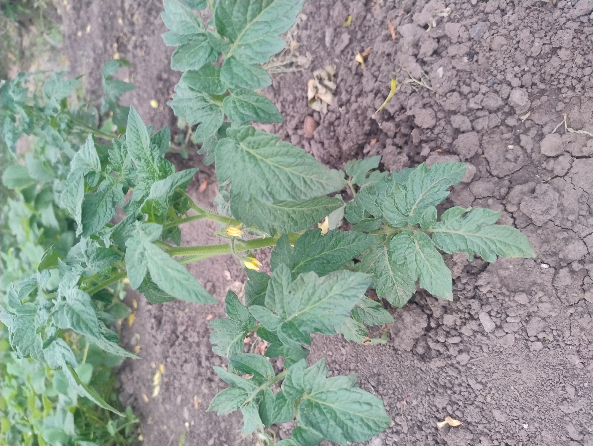 A single tomato plant with green leaves and small yellow flowers is centered in a patch of brown soil. The plant is healthy and appears to be growing in a garden or field, with other plants visible in the background. The soil is rough and clumpy, with some dried leaves scattered around the base of the plant. The lighting suggests it is daytime, and the overall impression is one of natural growth and a rural setting.