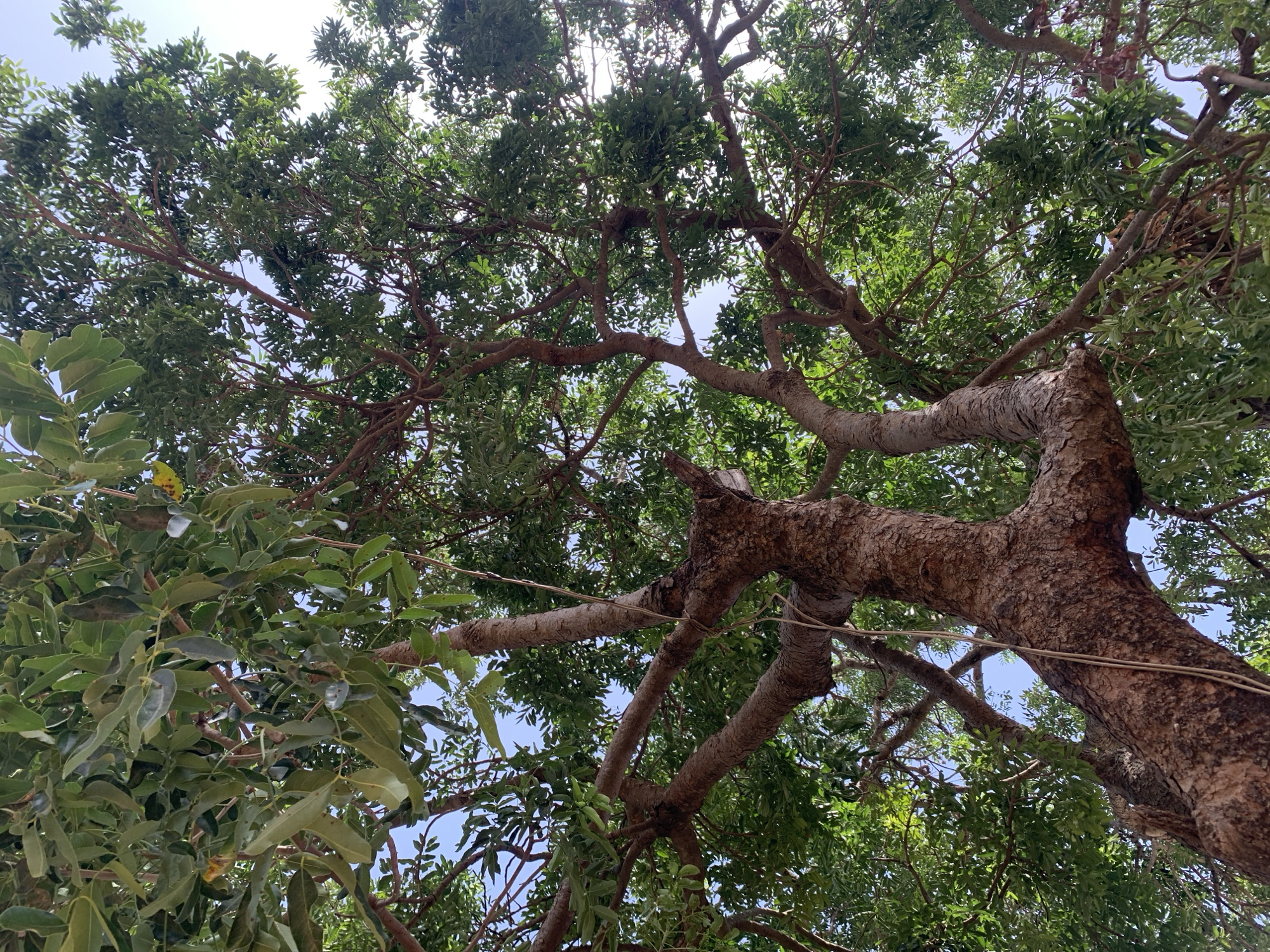 The image shows a view looking up into the canopy of a large tree with a thick, textured trunk and many branches. The leaves are mostly green, with some variation in shade. Patches of blue sky are visible through the foliage. The location is Rafin Par, Nigeria. No people are visible.