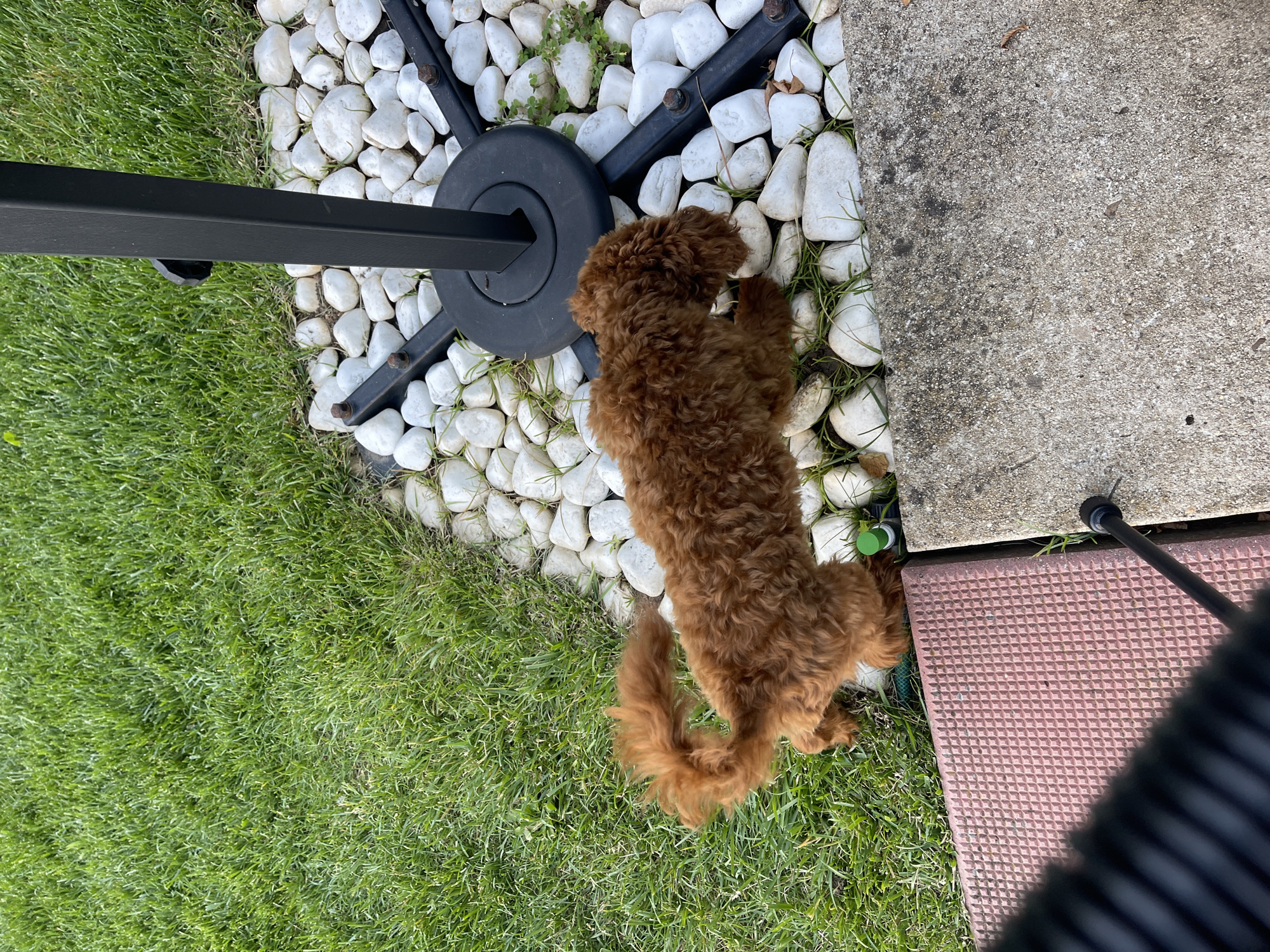 A small, fluffy, reddish-brown dog is walking on grass next to a border of large white stones. The dog's tail is curled and bushy, and its fur is curly. In the background, there is a black umbrella stand with a black pole. The ground is covered in green grass and white stones. There is also a concrete patio area in the foreground. There is no identifiable information about the location being in Sofia, Bulgaria.