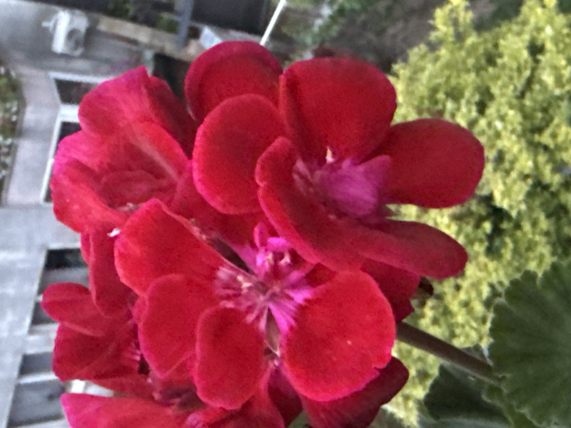 A close-up, slightly blurred, eye-level shot shows a cluster of bright red flowers with dark pink centers. The flowers have multiple petals and a fuzzy texture. In the background, a light-colored building with windows is visible. A railing and green foliage suggest an outdoor setting, possibly a balcony or patio. The scene is likely in an urban environment, but the specific location in the city of Unknown, Unknown is not discernible. There are no people or discernible actions taking place.