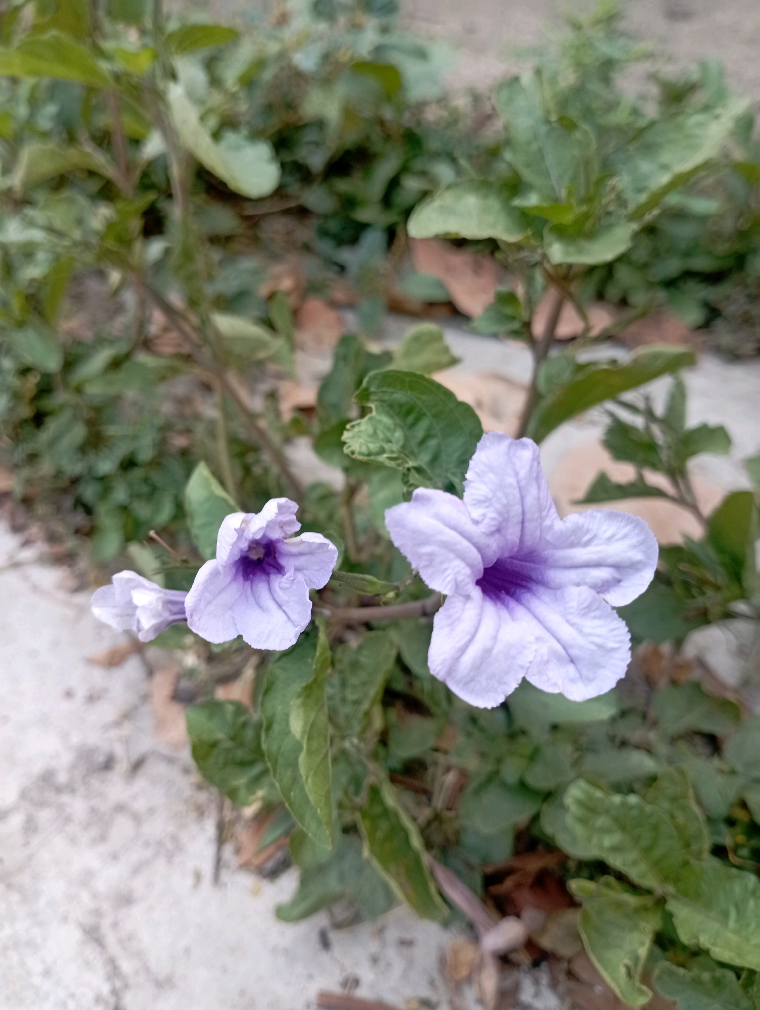 A close-up, vertical shot captures a cluster of pale purple flowers with darker purple centers, set against a backdrop of green foliage and dry leaves. The flowers are in various stages of bloom, with one fully open, showcasing its delicate petals and prominent stamen. The surrounding environment suggests an outdoor setting, possibly a garden or a natural area within Depok, Indonesia. The ground appears to be a mix of concrete and soil. No people are visible in the image, and the focus is entirely on the floral subjects and their immediate surroundings.