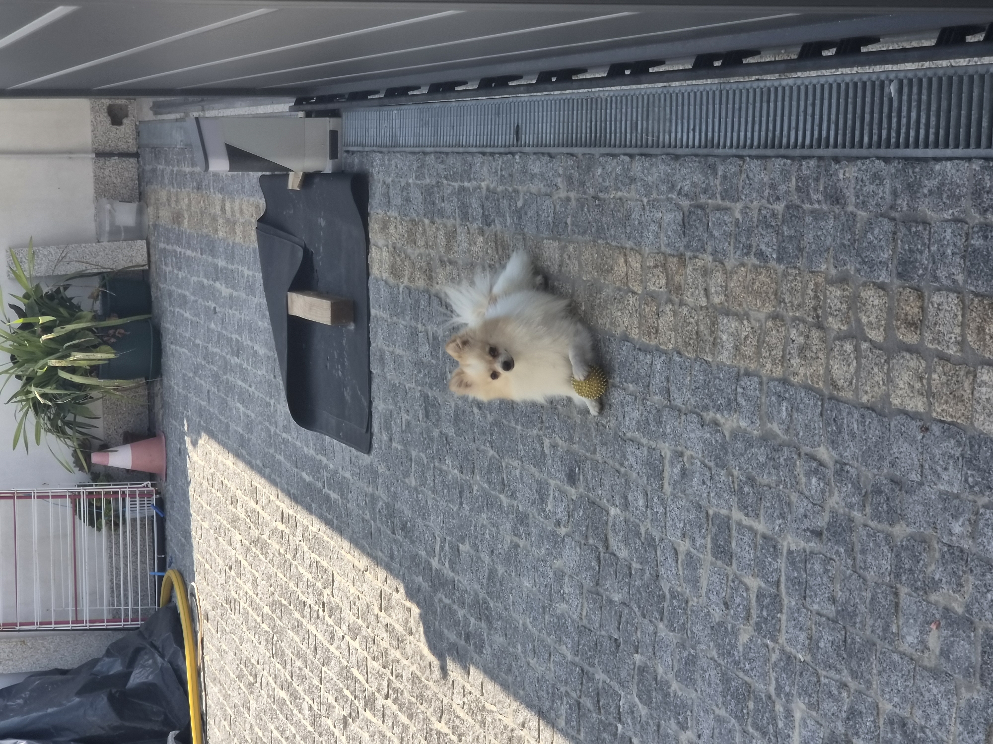 A small, fluffy, light-colored dog with tan markings is lying on a cobblestone patio in Barcelos, Portugal. The dog is looking towards the camera and has a spiky yellow ball near its front paws. The patio is paved with grey and tan stones, with a yellow hose visible in the background. There is a black tarp and a white drying rack to the left of the dog, and a modern grey gate and drainage grate to the right. A plant in a dark pot is visible behind the drying rack. The scene is illuminated by sunlight, casting a shadow on the patio.