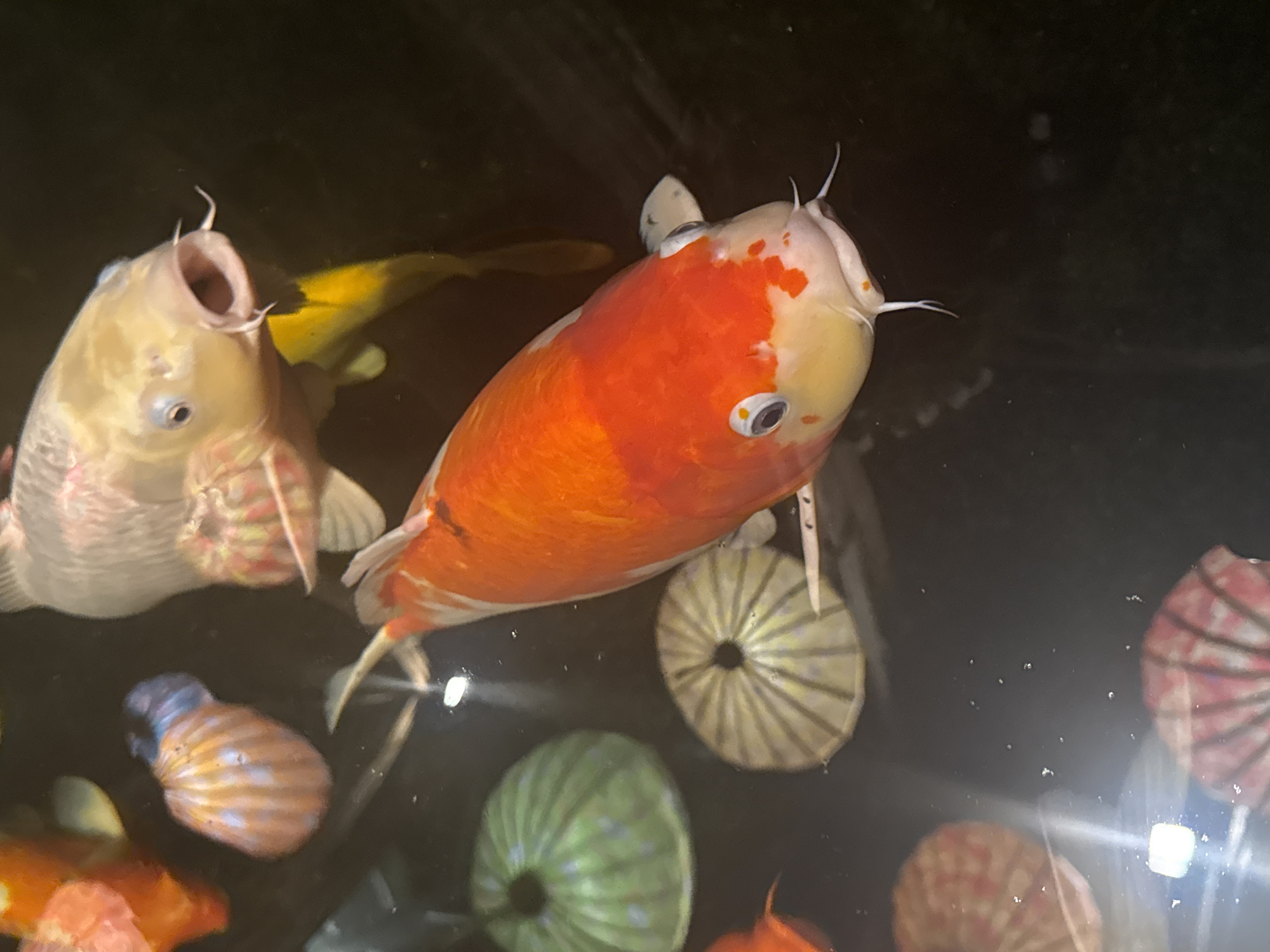 The image shows several koi fish swimming in dark water. One fish, primarily orange and white, is positioned prominently in the center of the frame. Another, a pale color, is located to the left with its mouth open. Several decorative, round objects rest on the bottom of the pool, resembling colorful sea urchins. The location is Unknown, Unknown.