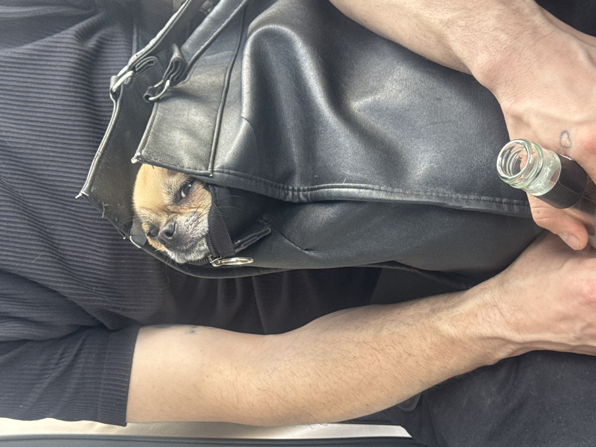 A close-up shot focuses on a person holding a black leather bag with a small dog inside. The dog's head is visible, peering out from the bag. The person is also holding a small glass bottle in their other hand. The scene is indoors, with the person wearing a black shirt. No location information can be obtained from the image.