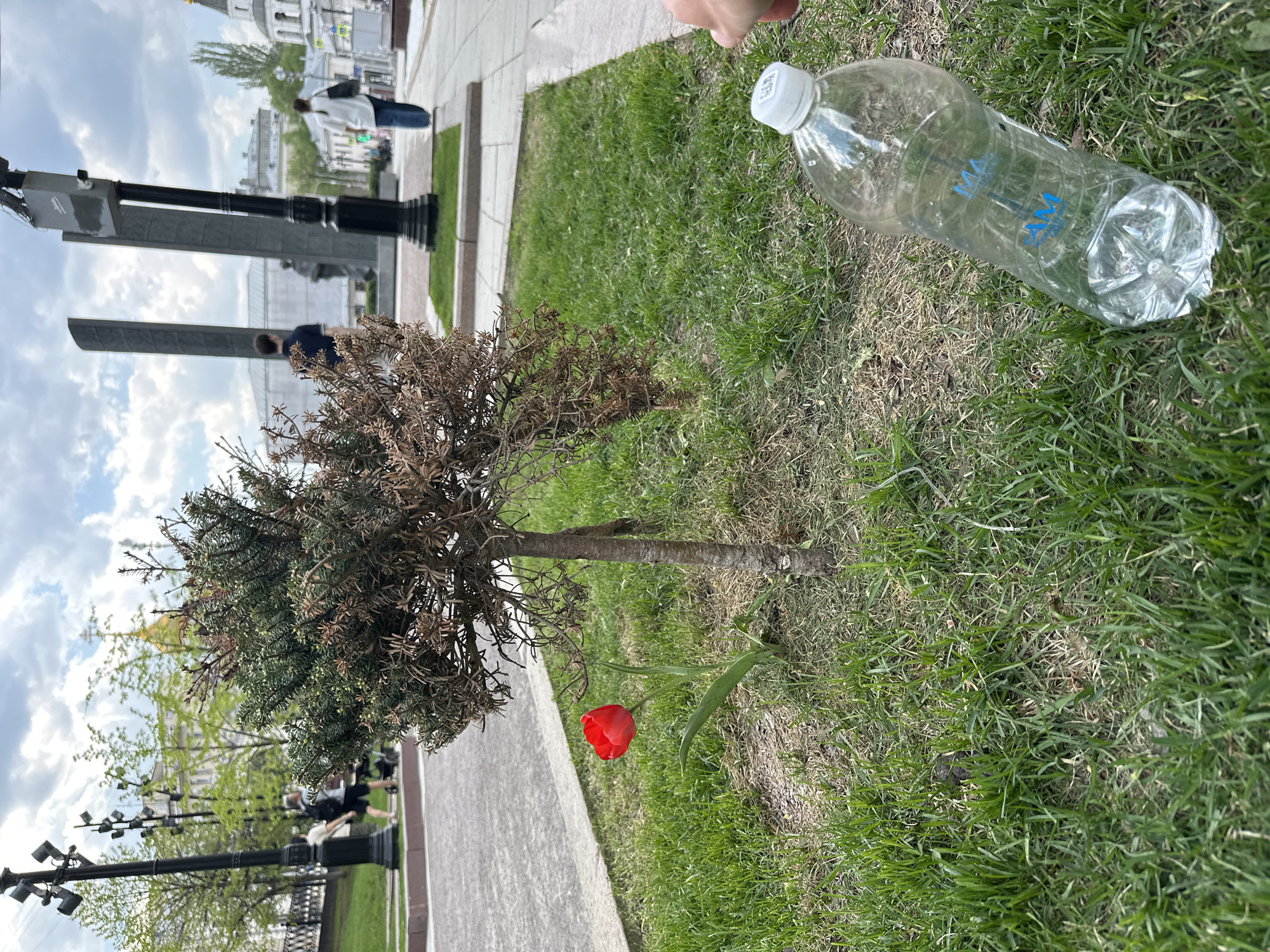 The image shows a small pine tree next to a red tulip on a grassy patch bordered by a sidewalk in a park-like setting. An empty plastic water bottle lies on the grass nearby. In the background, a monument with a dark-colored base and lighter-colored upper structure is visible. Further in the distance, buildings can be seen, including one with a golden dome, indicating the location is likely Moscow, Russia. The hand of a person is partially visible at the top of the frame above the water bottle.